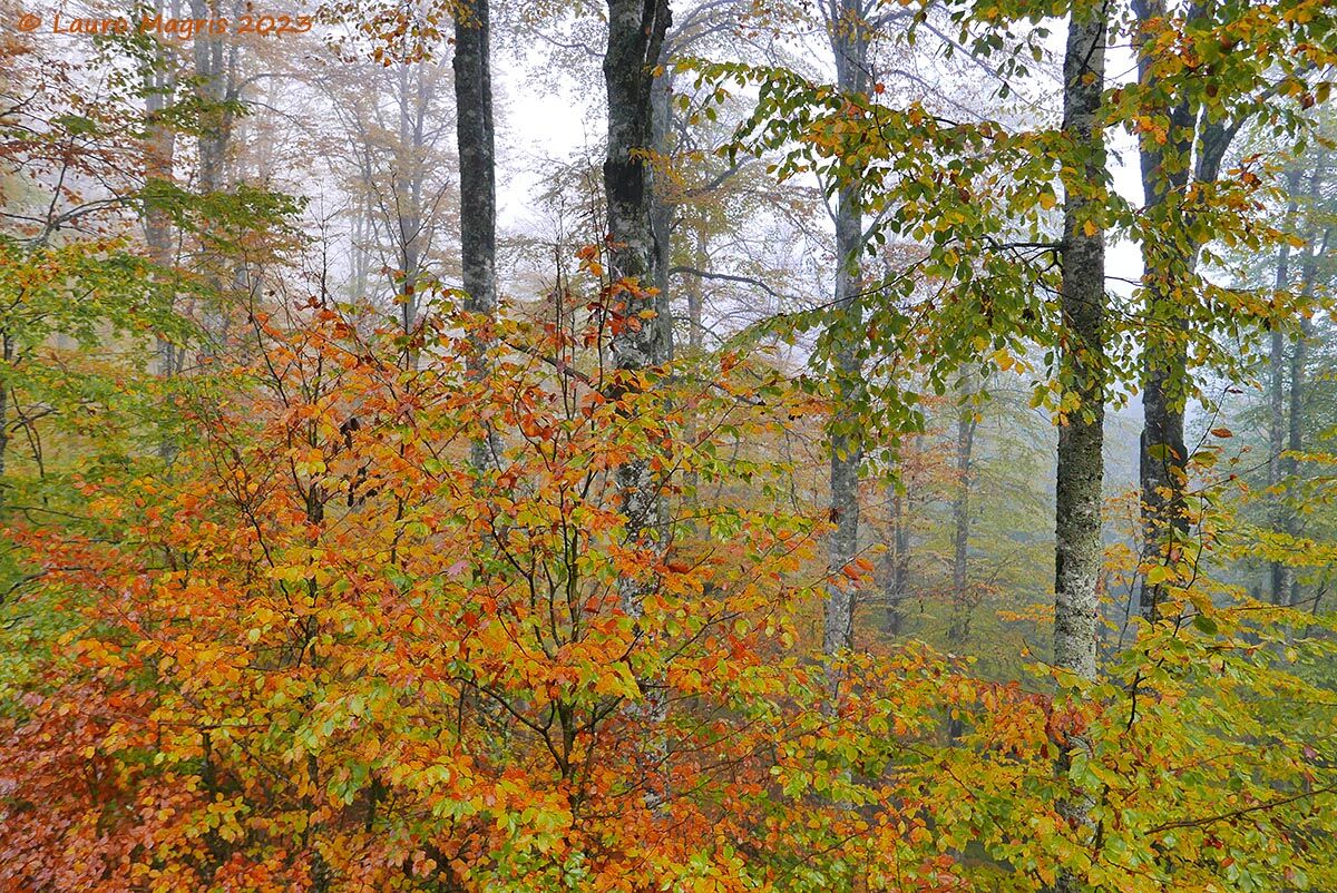 Nel bosco colorato