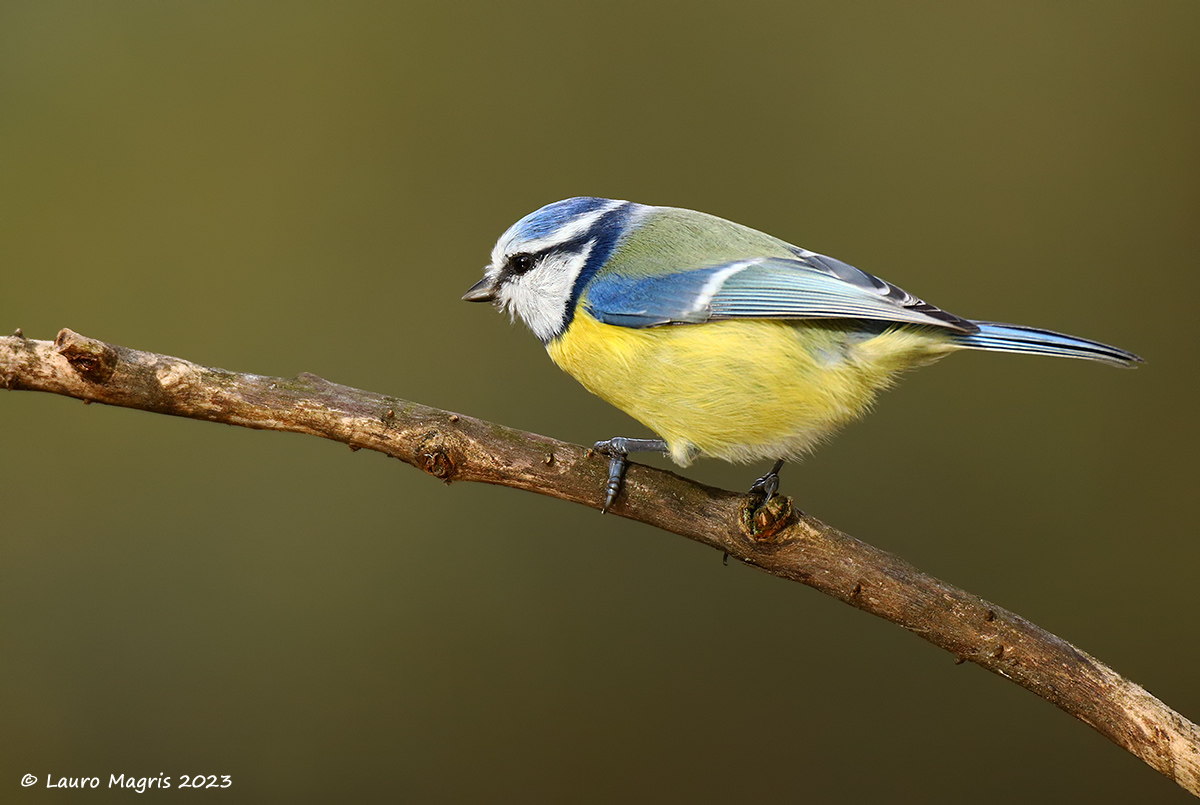 Yellow and blue infant carrier