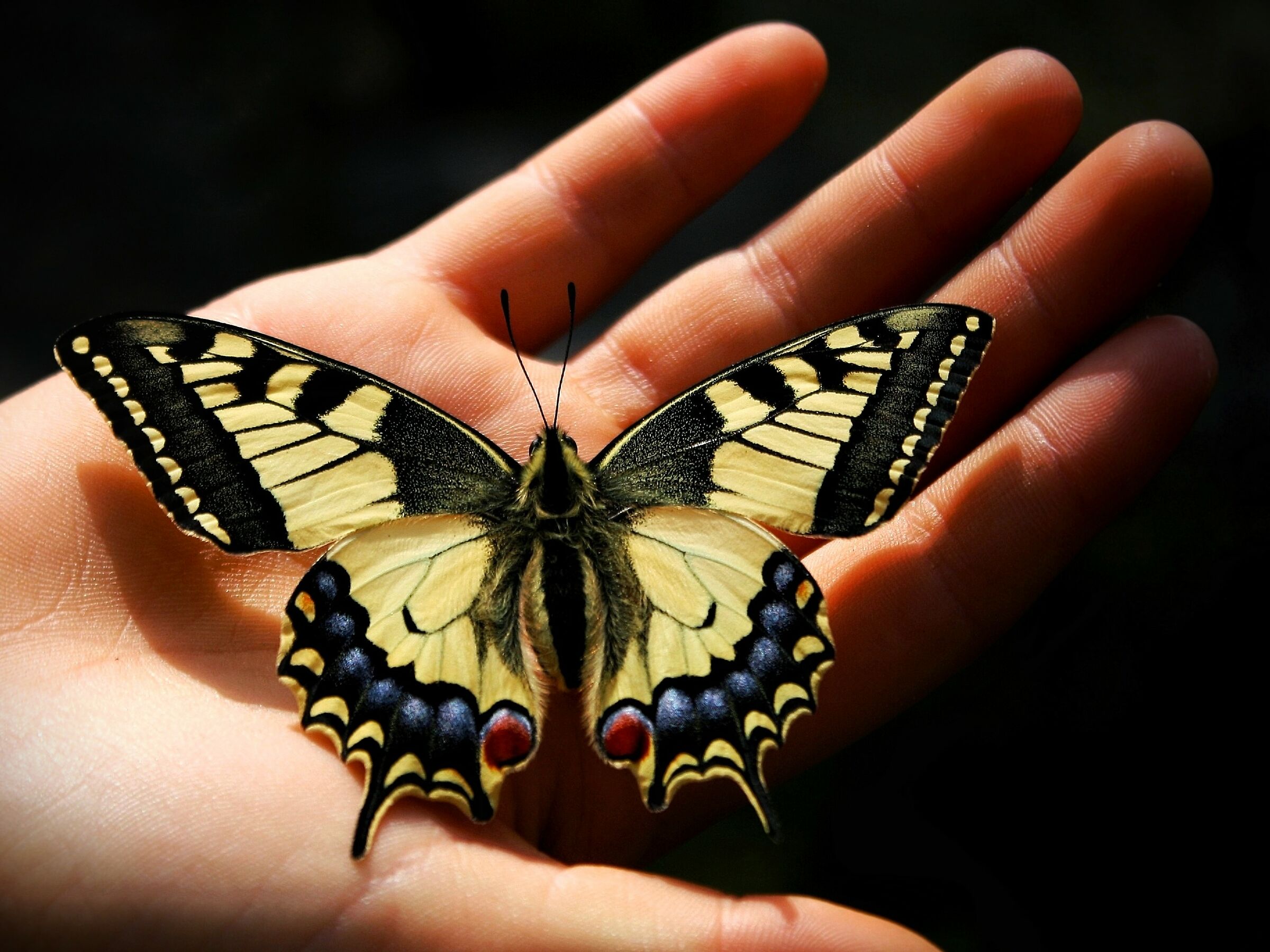 Bambino con farfalla