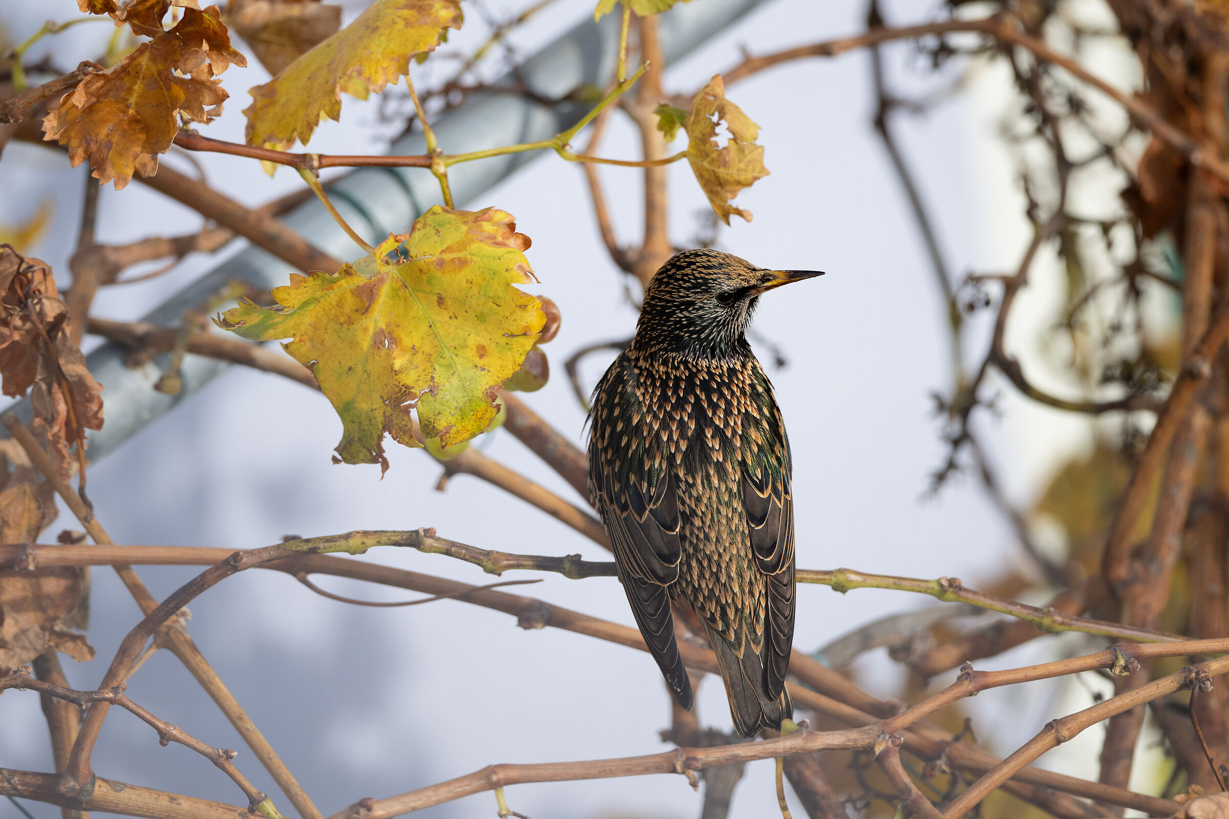 Starling