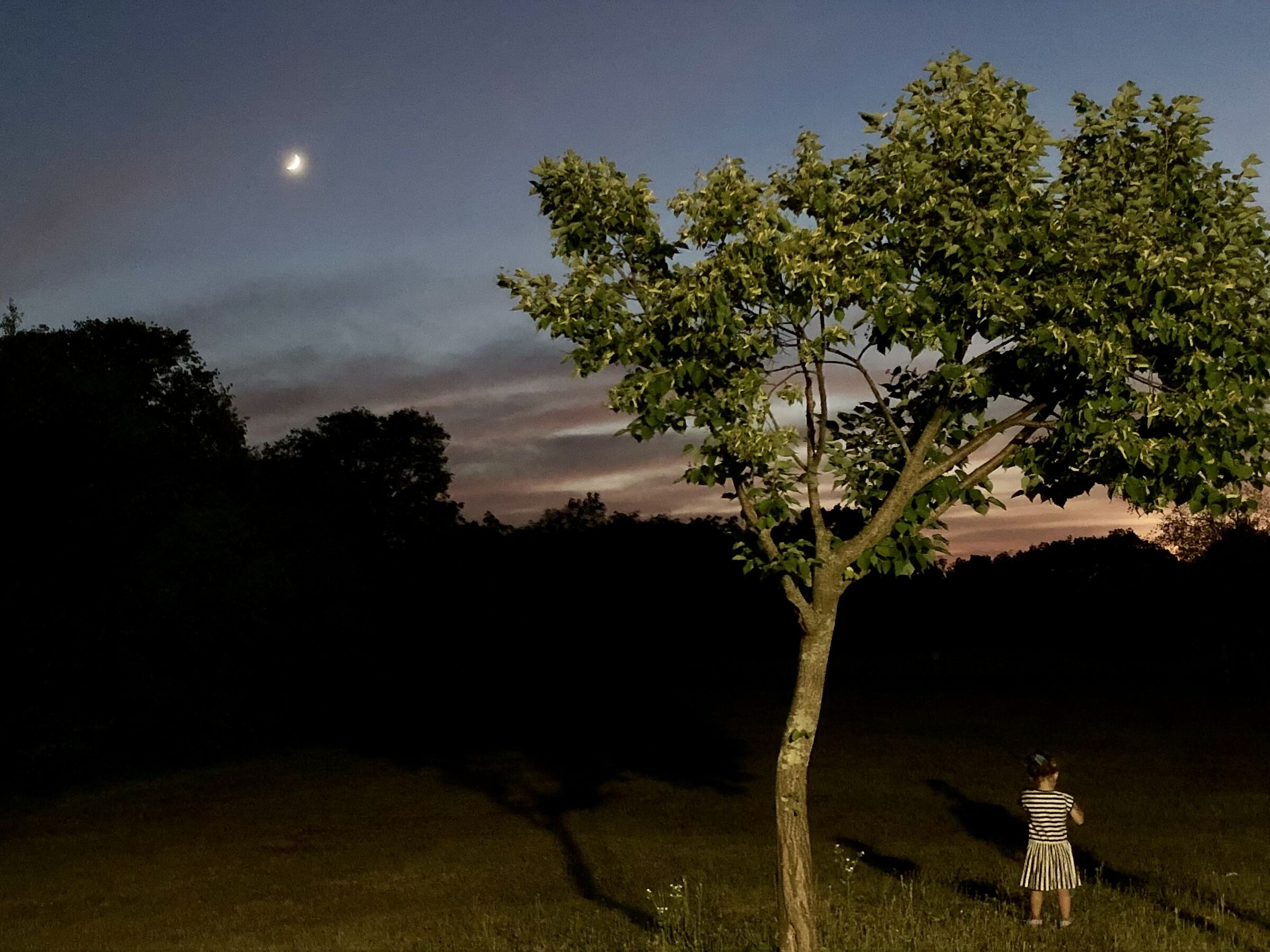 Dove è andato il gatto?