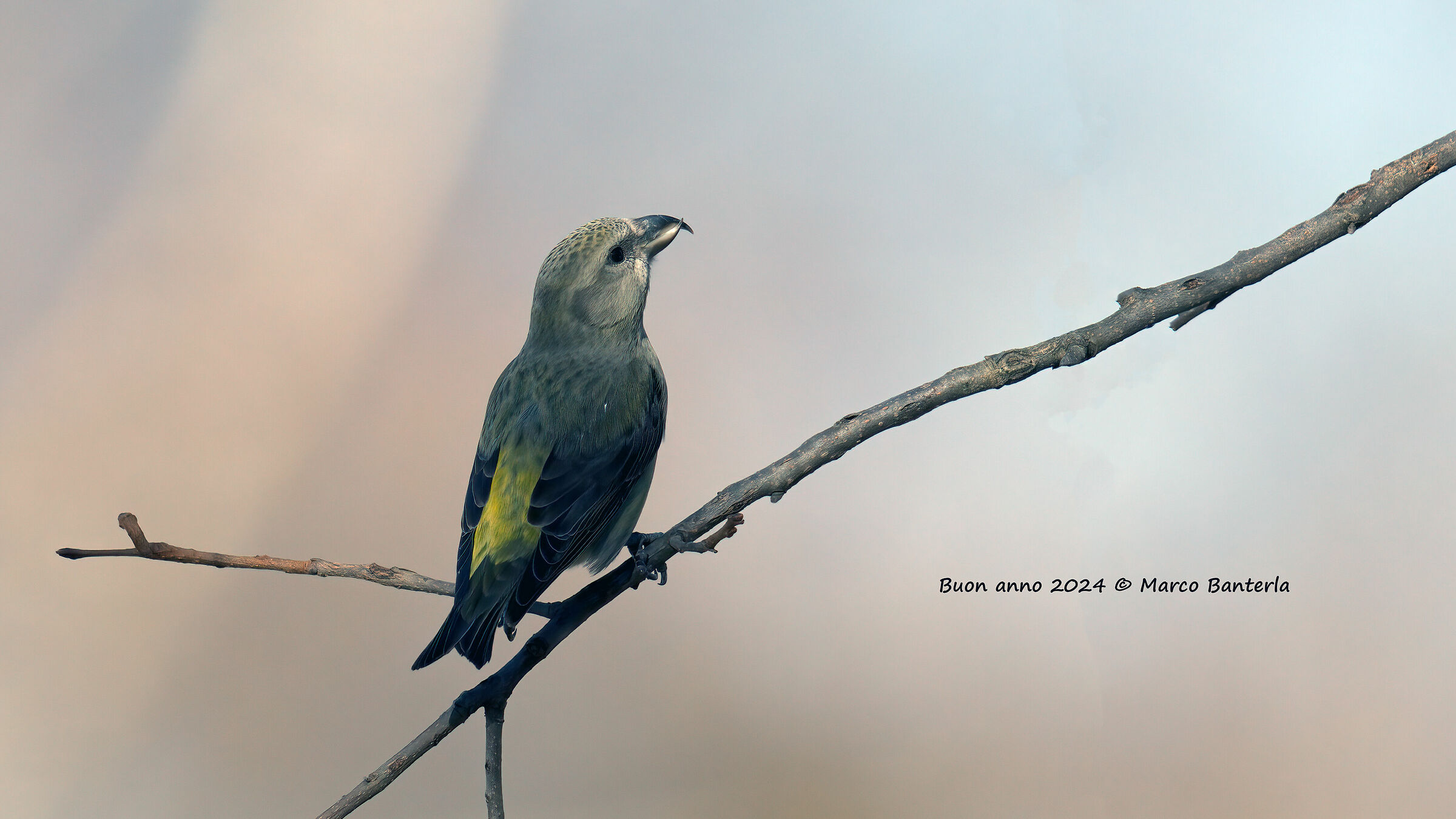 Pine Forest Cruises (Female)