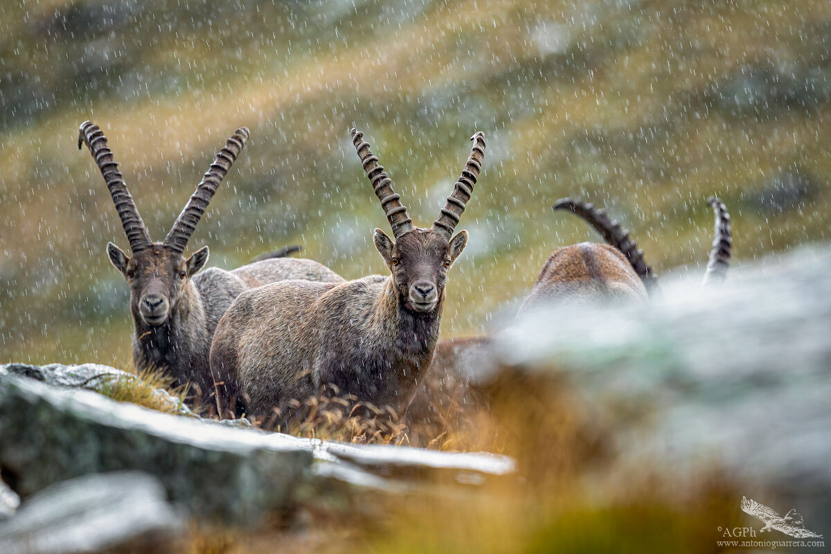 Ibexes in the rain