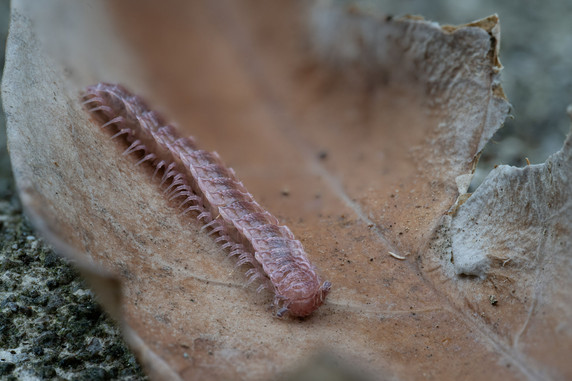 Centipede