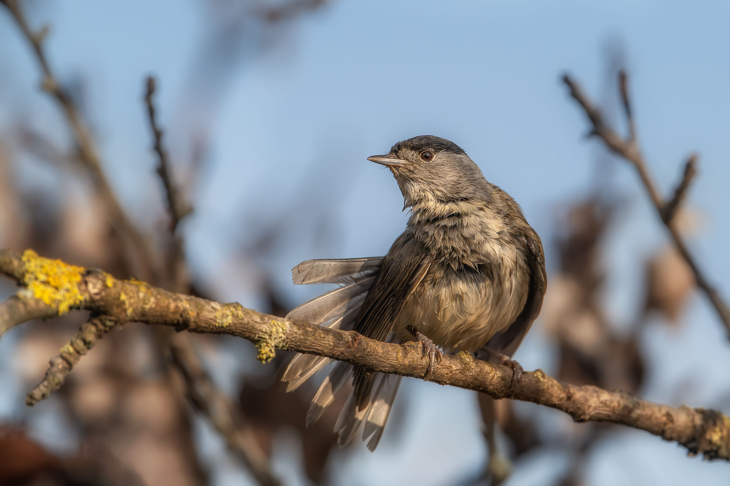 Blackcap #capannocora