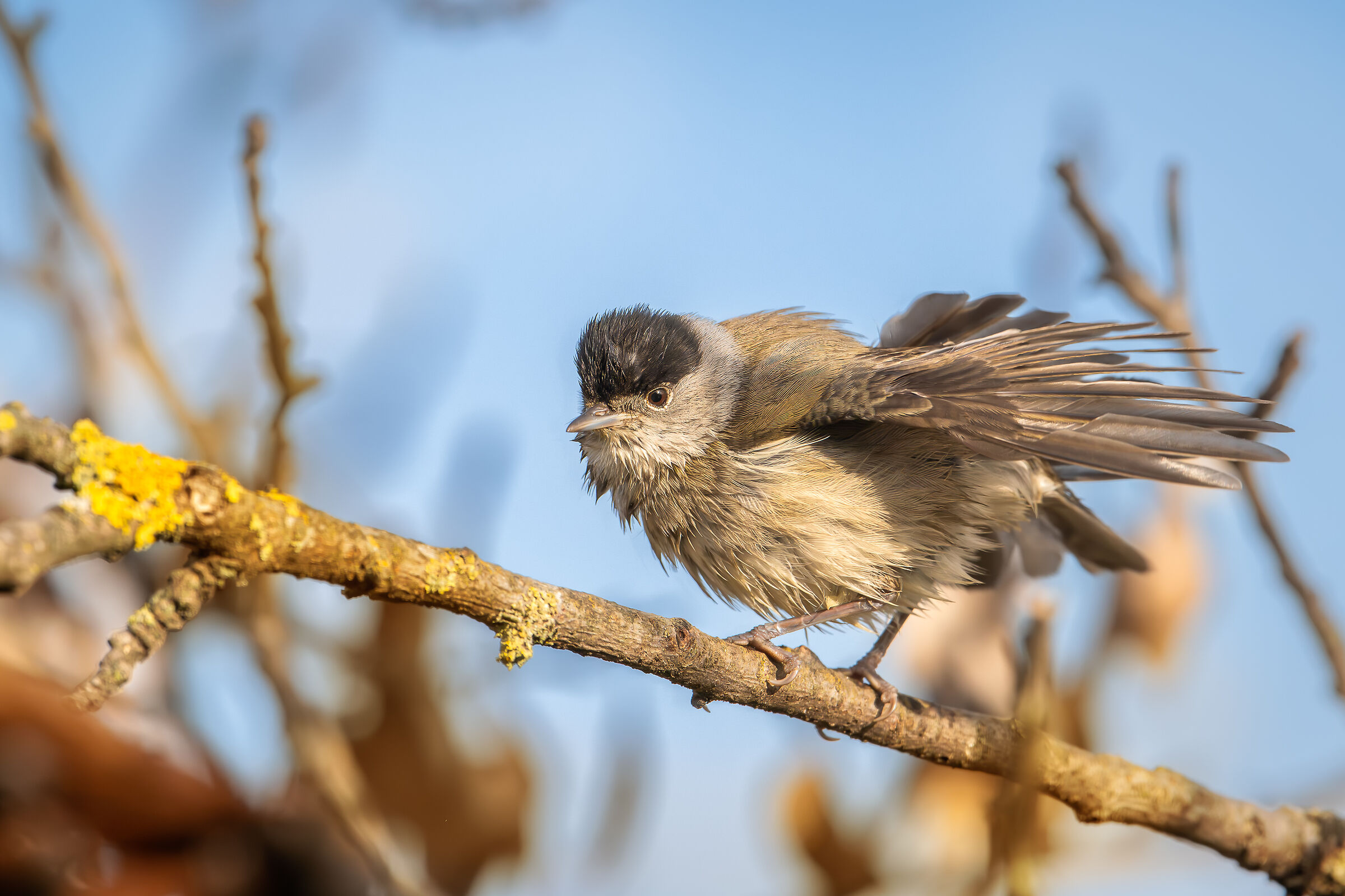 Male Blackcap #capannocora