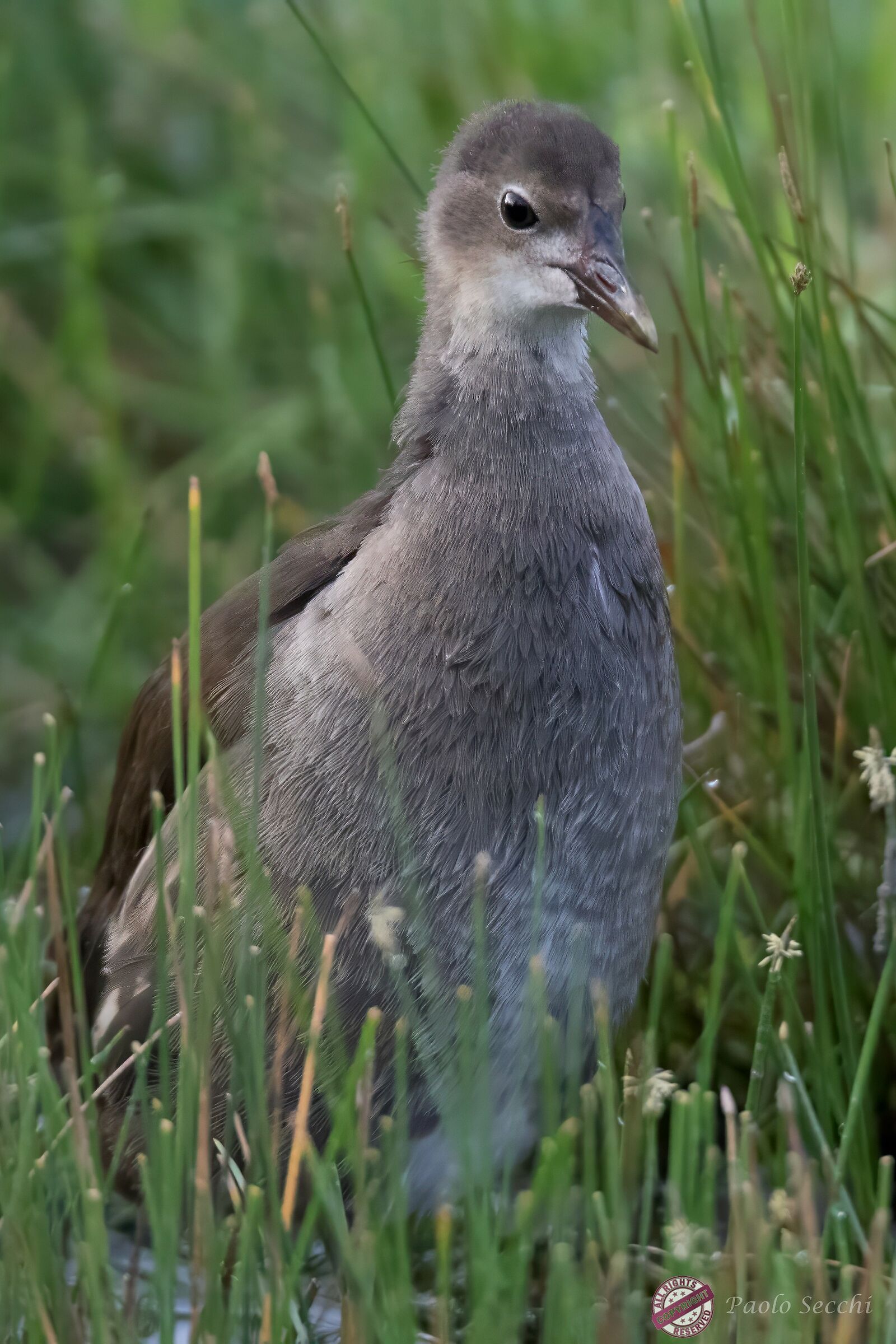 Gallinella d'acqua Juv.