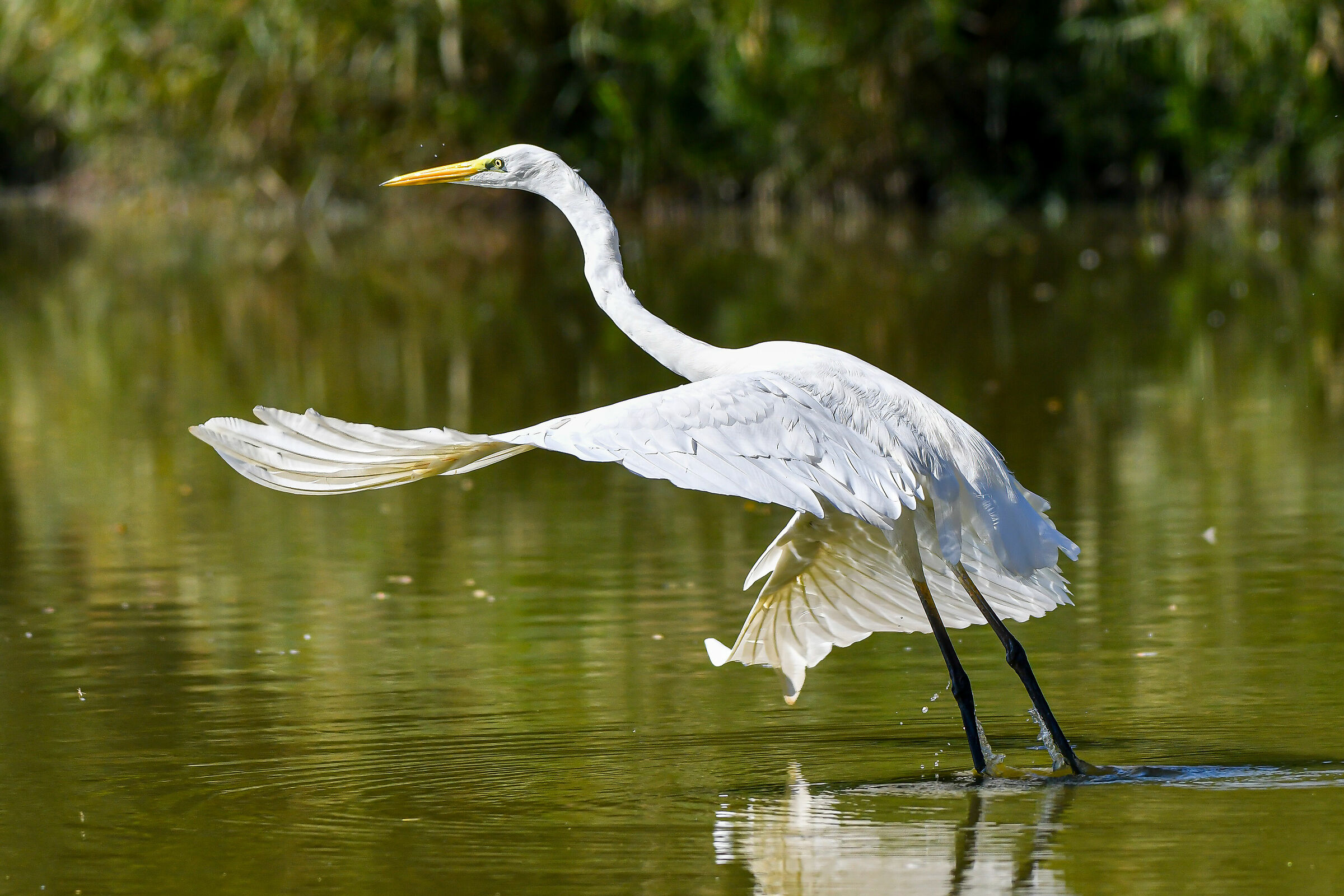 The detachment of the heron