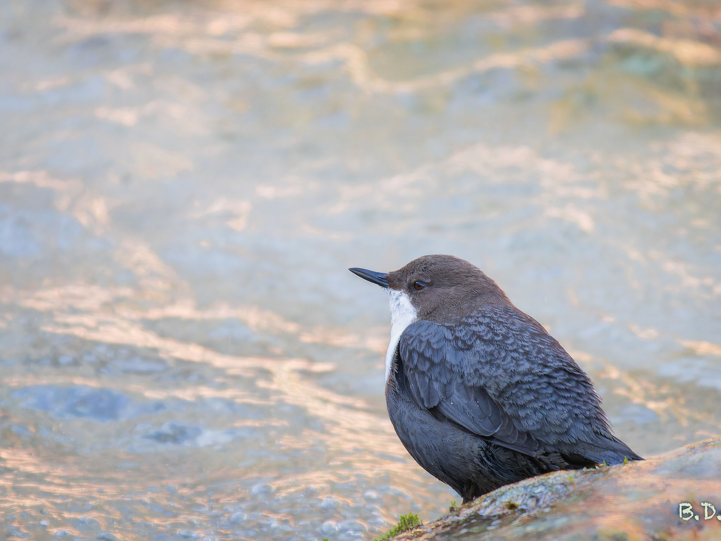 Merlo acquaiolo al tramonto