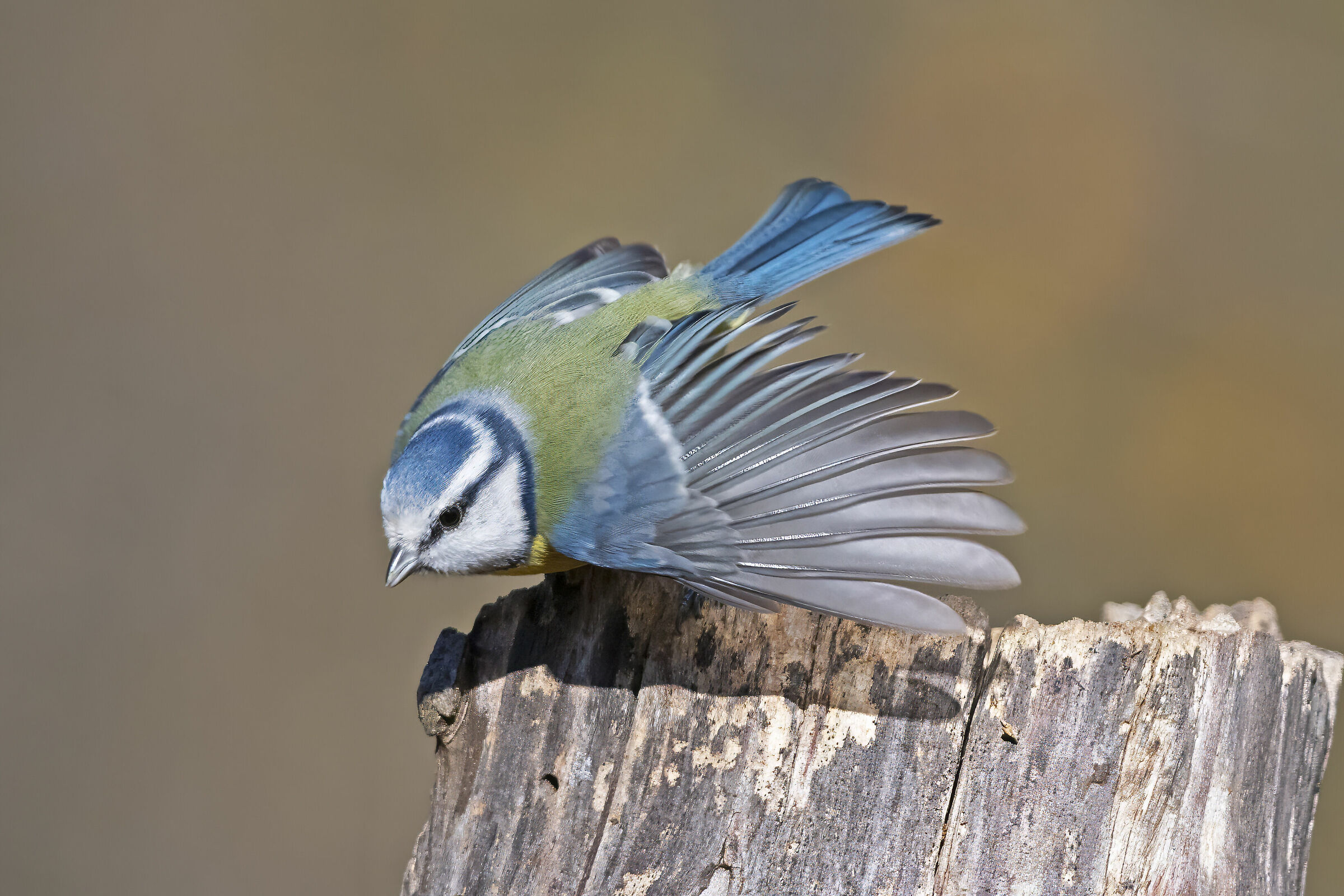 When it goes off it's a small colored missile.