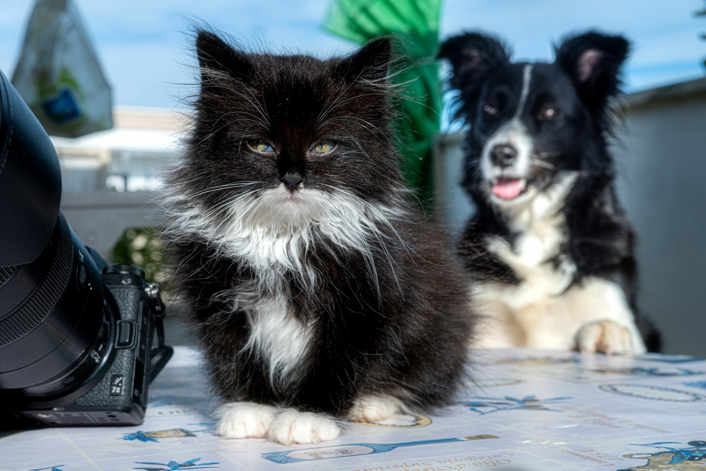 Two new entries, the Nikon z7 II and Zeta, the cat