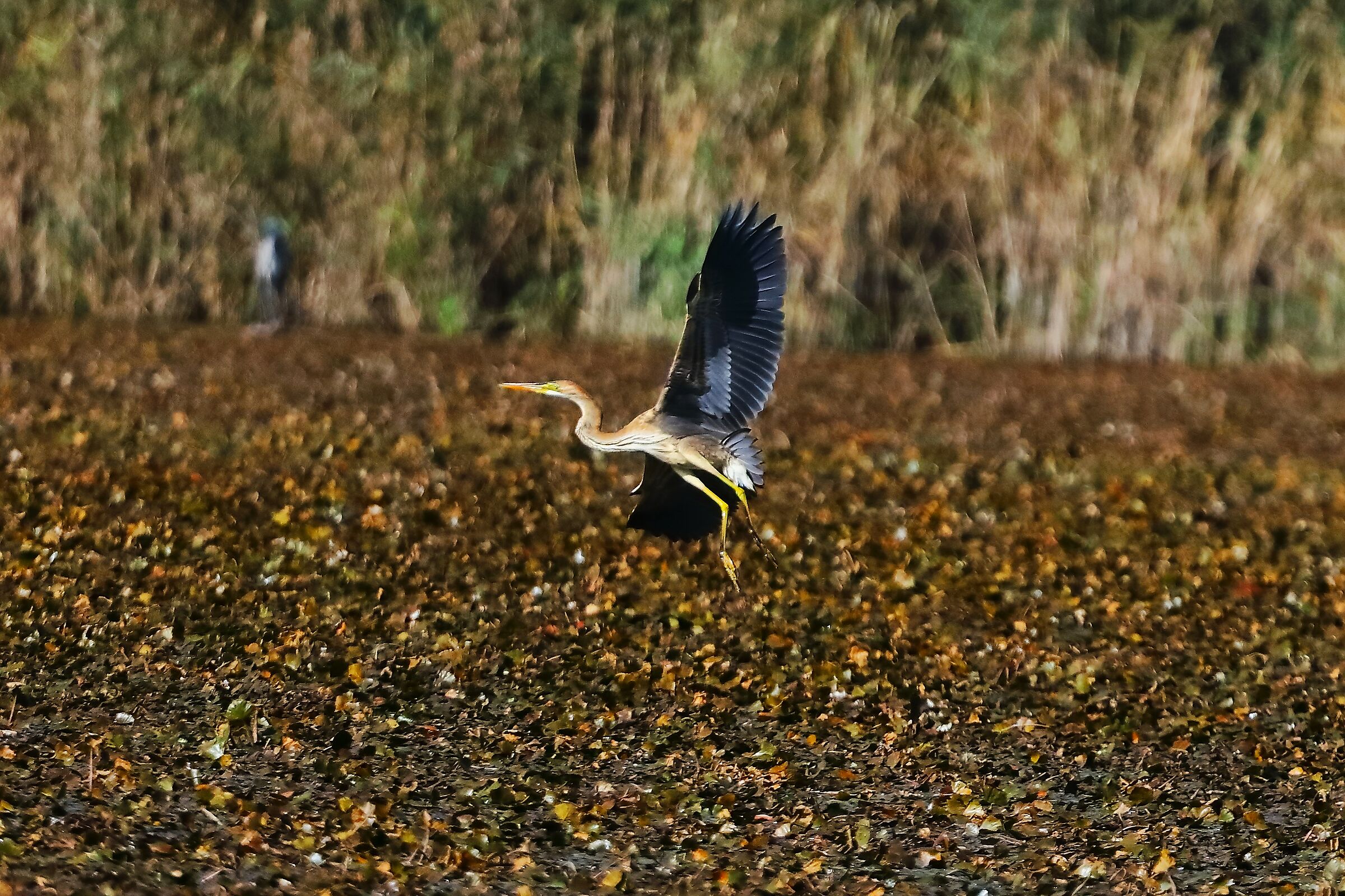 Purple Heron 28-09-2023