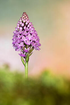 Anacamptis pyramidalis