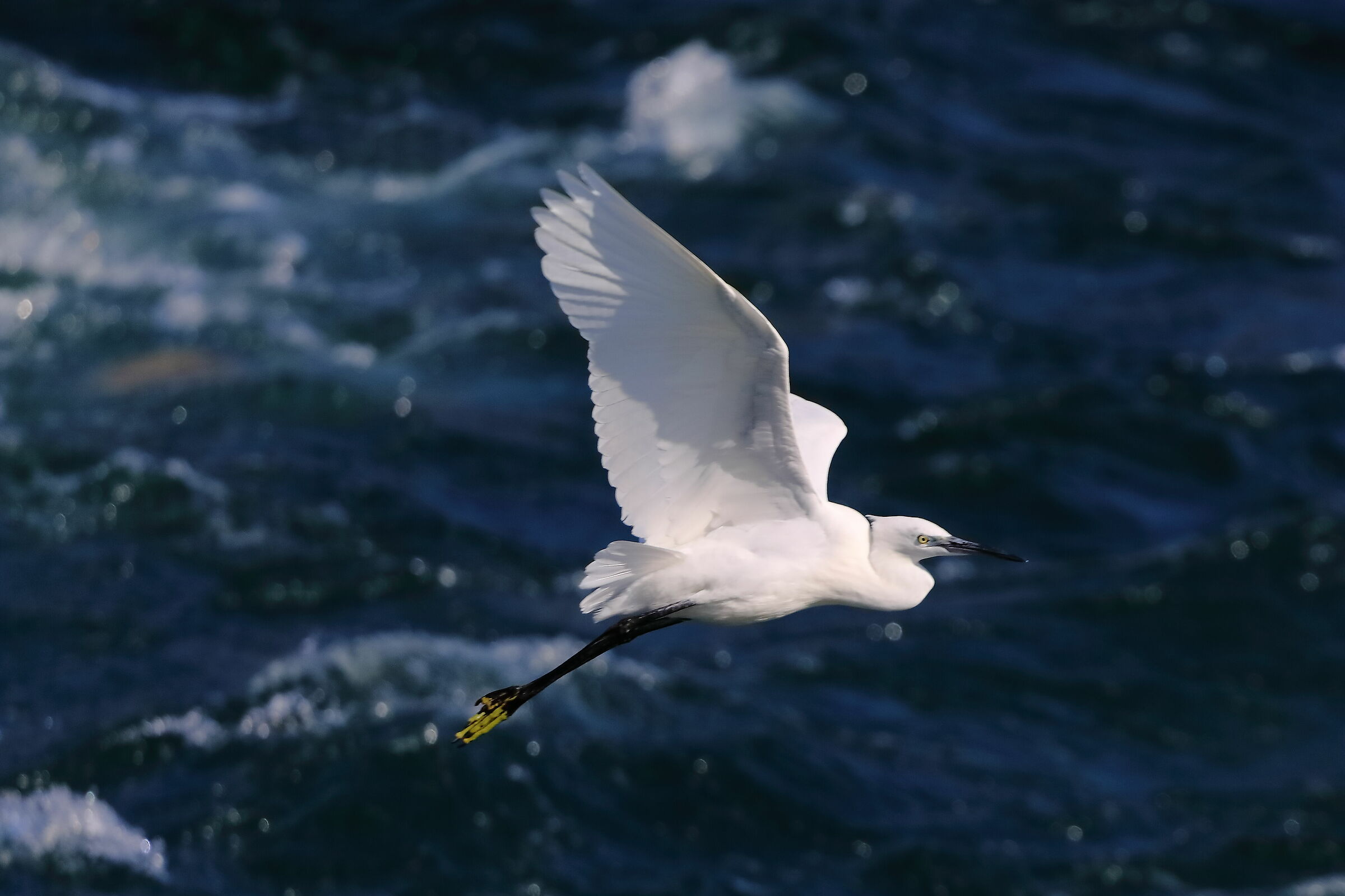 Little Egret 28-09-2023