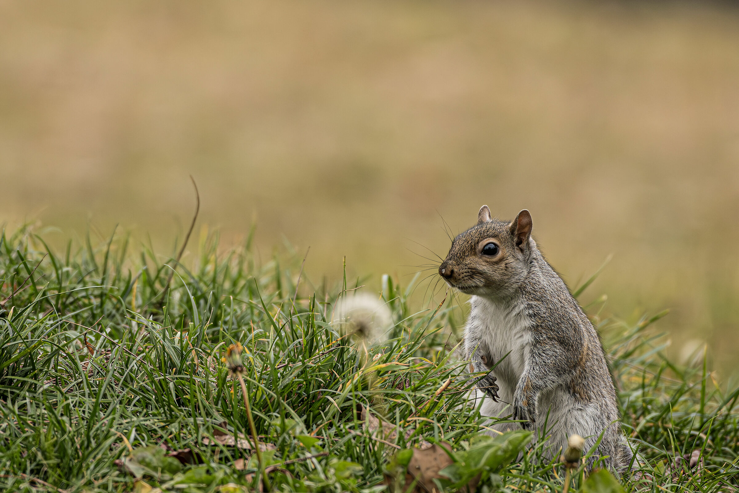 Squirrel IV