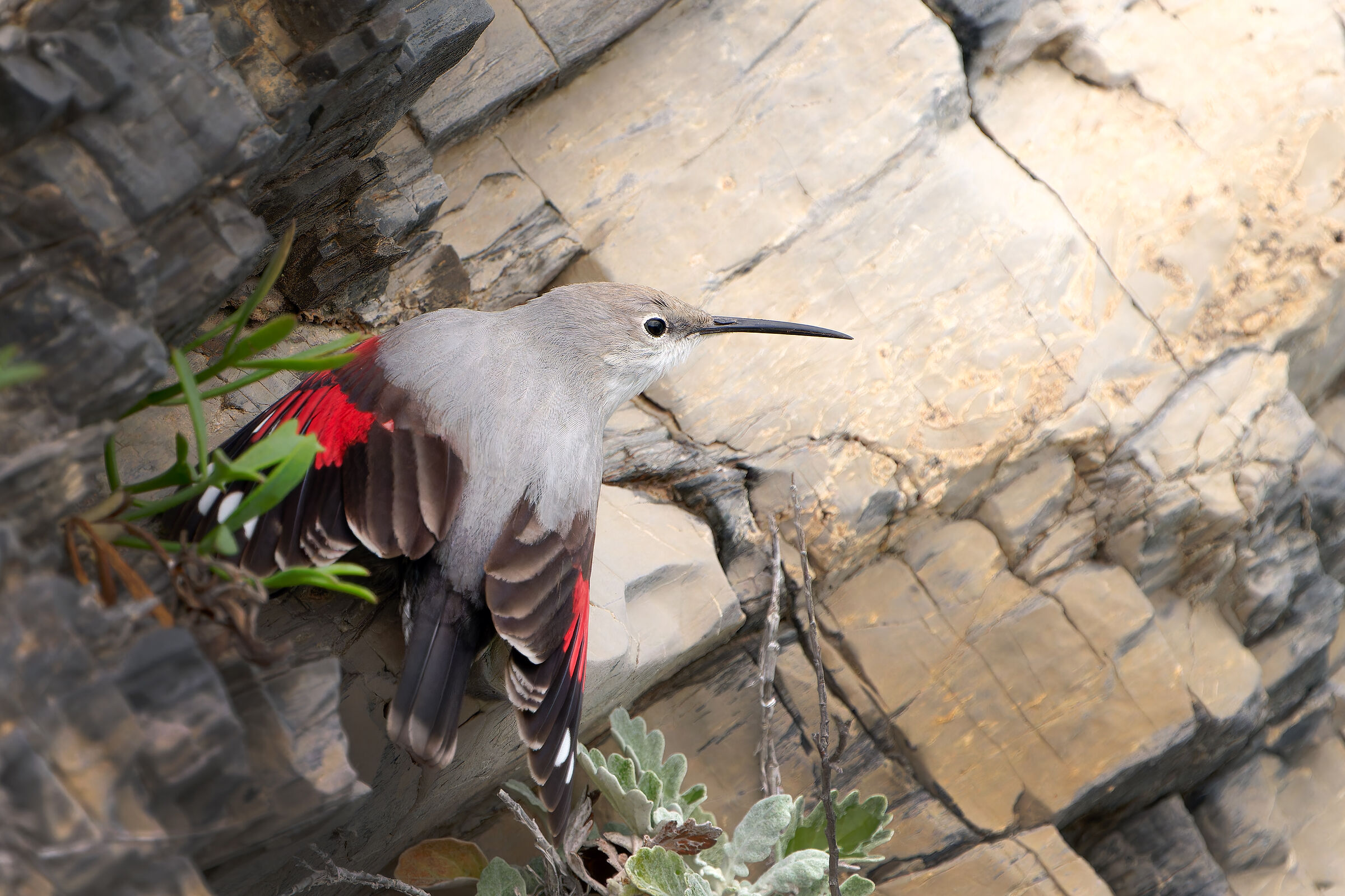 Wallcreeper