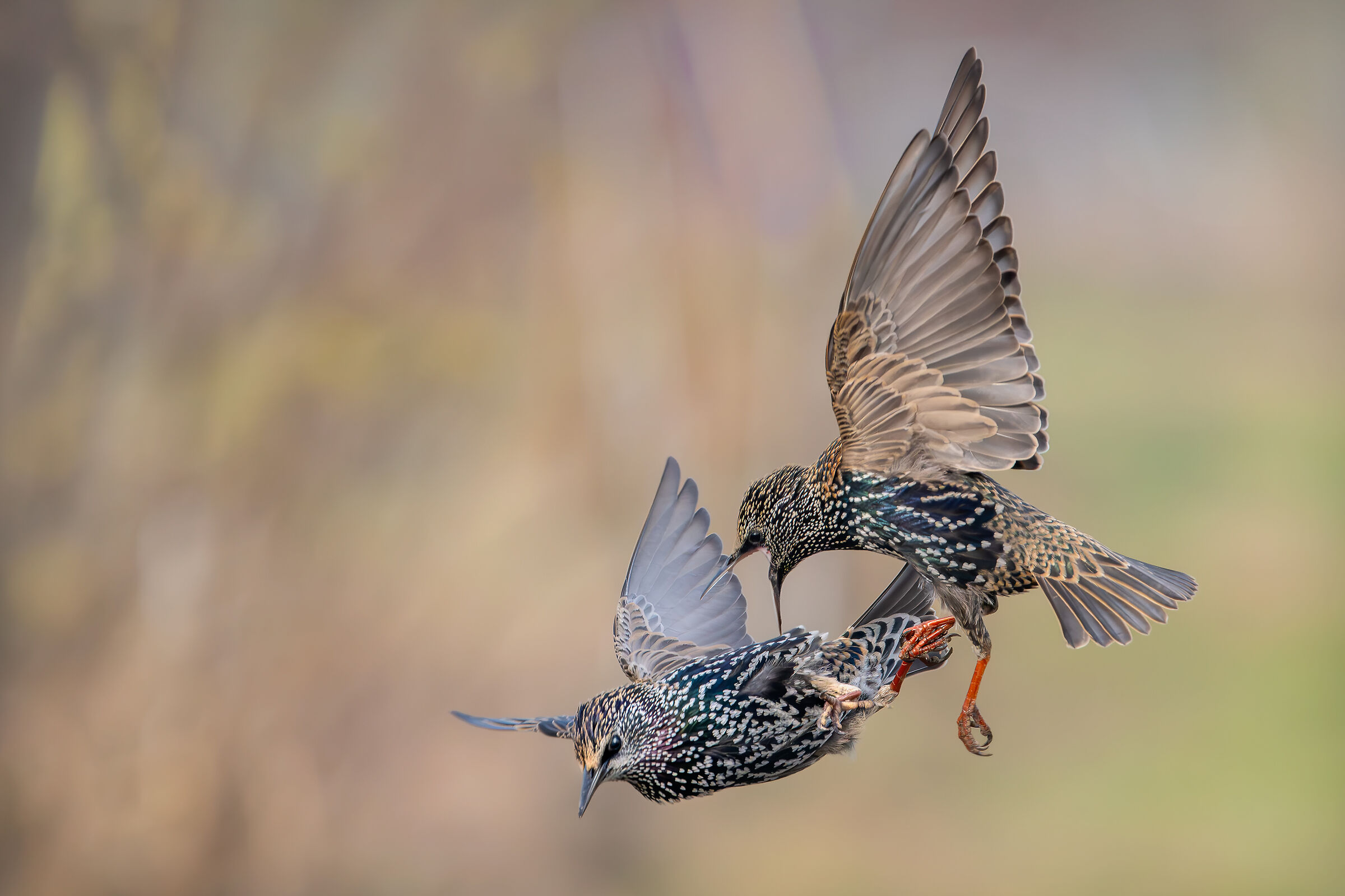 Reversal #capannocora