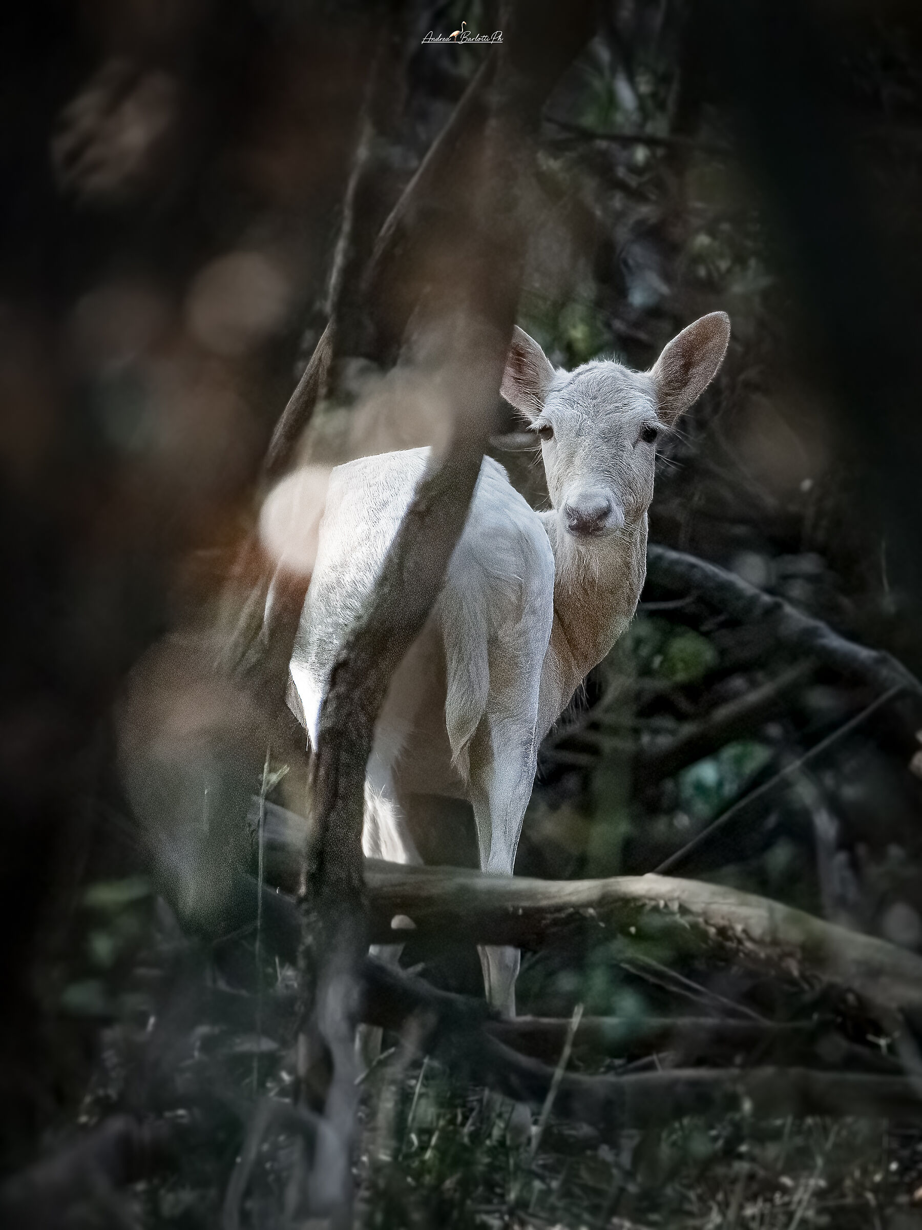 Del bianco nella macchia!
