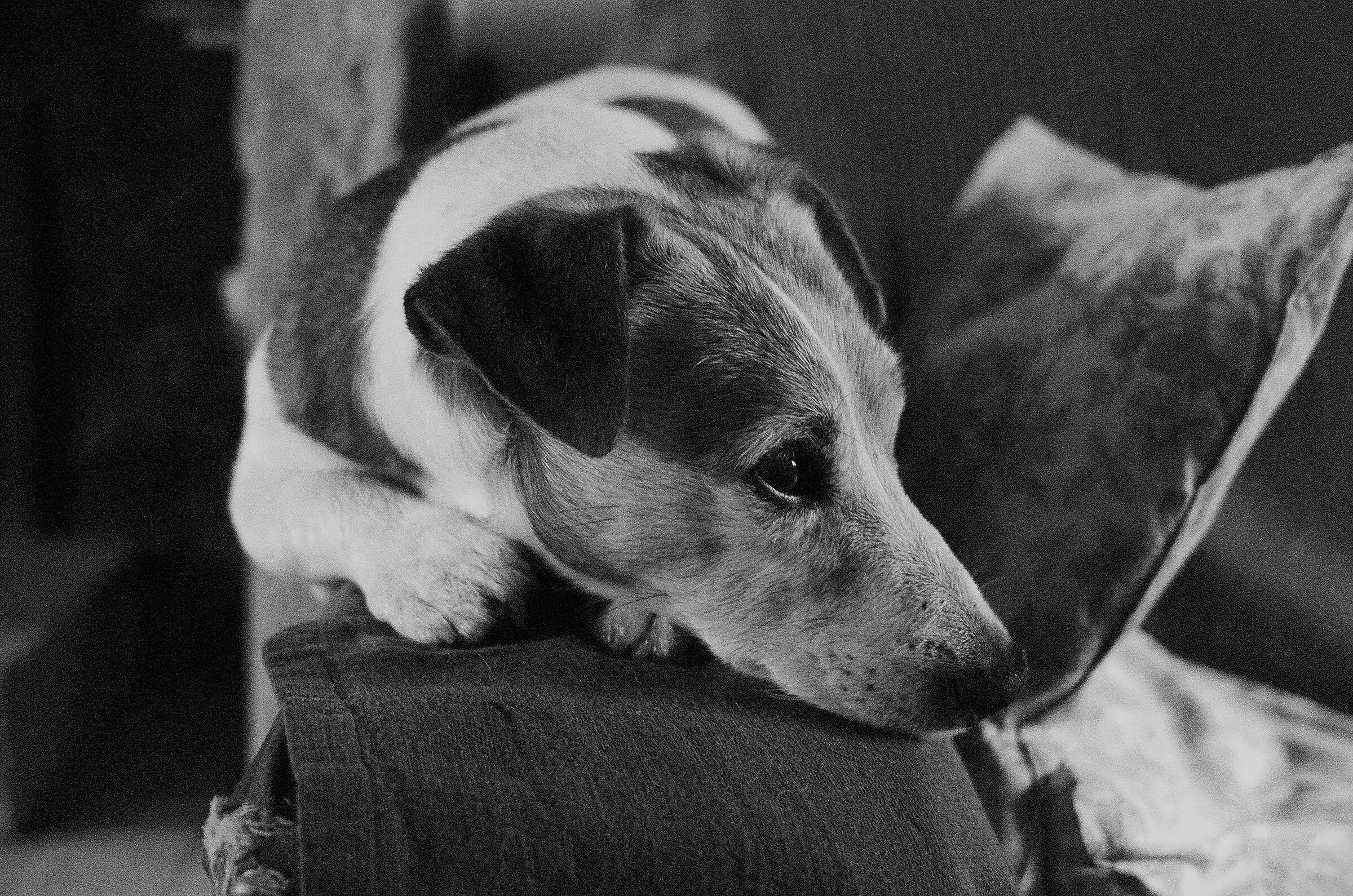 Ettore della Trappola di Barga ... mica niente!