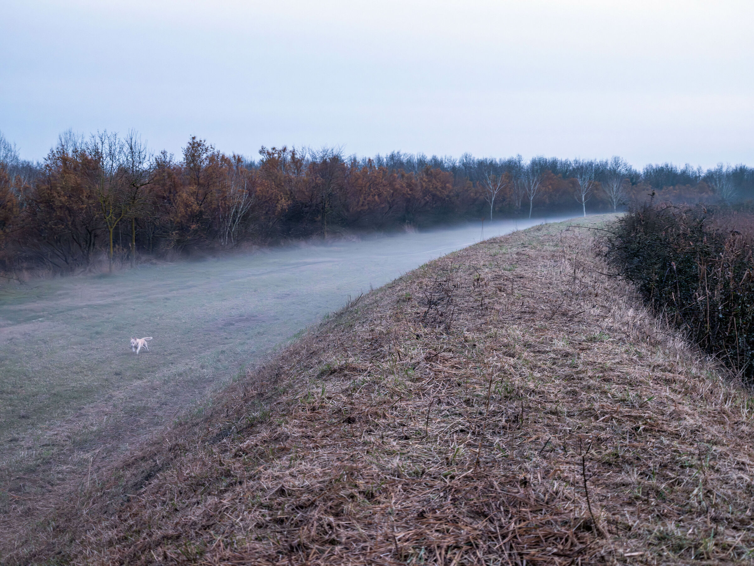 Fuga nella nebbia...