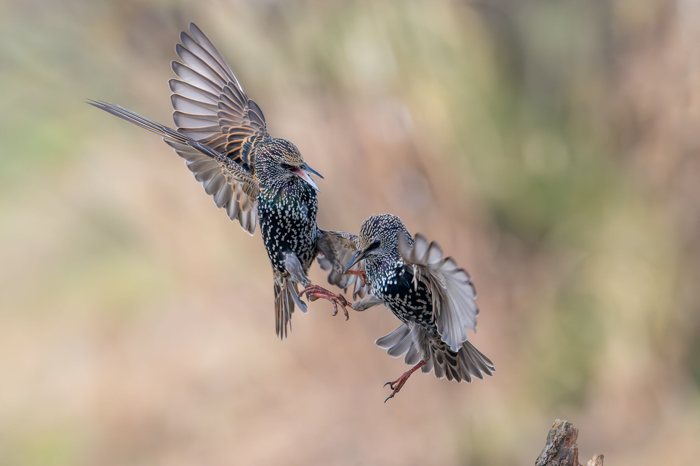 Reversal #capannocora