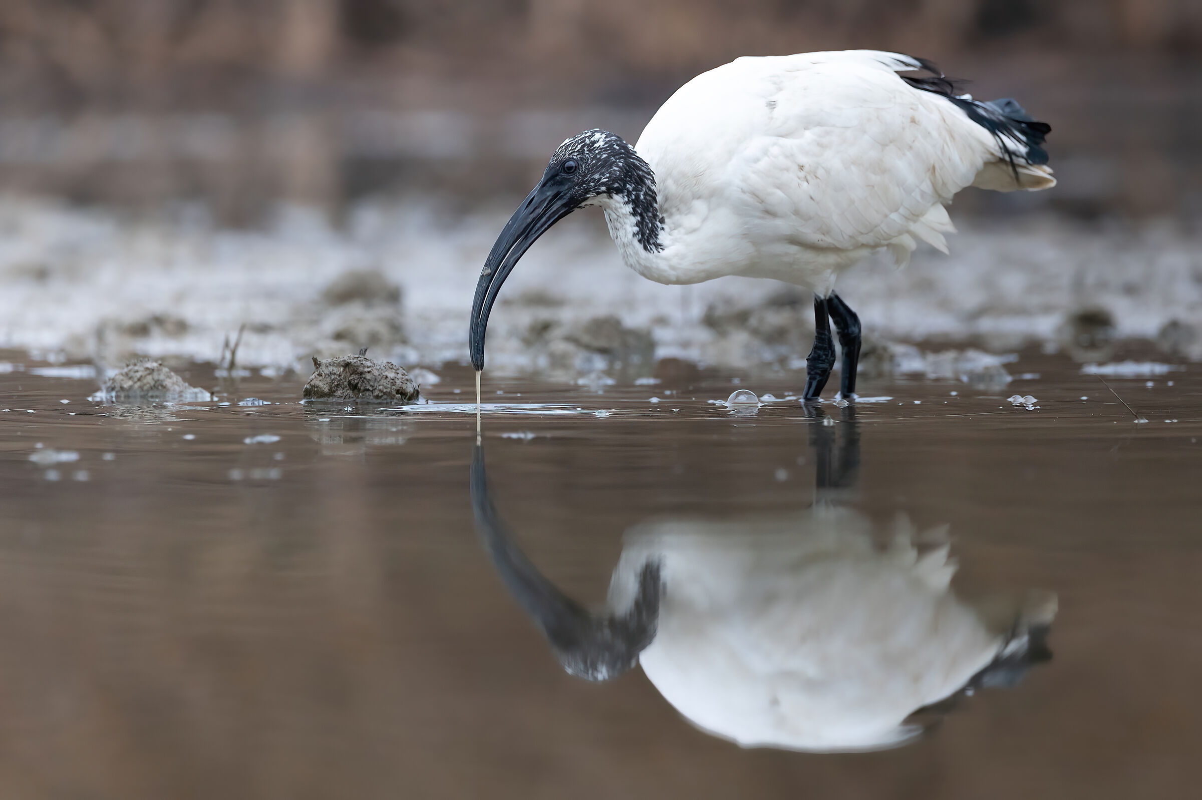 Ibis Reflection