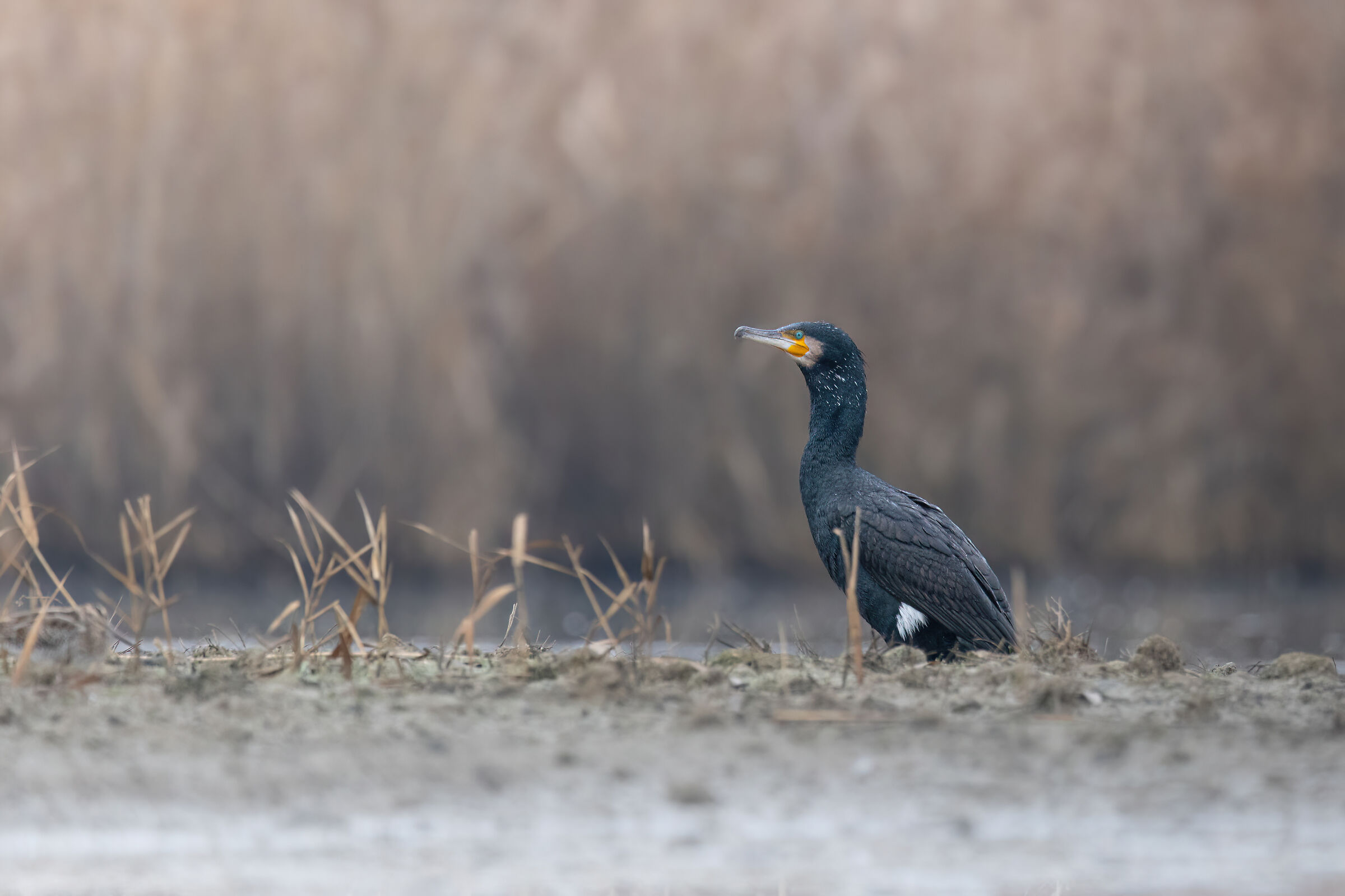 Cormorant