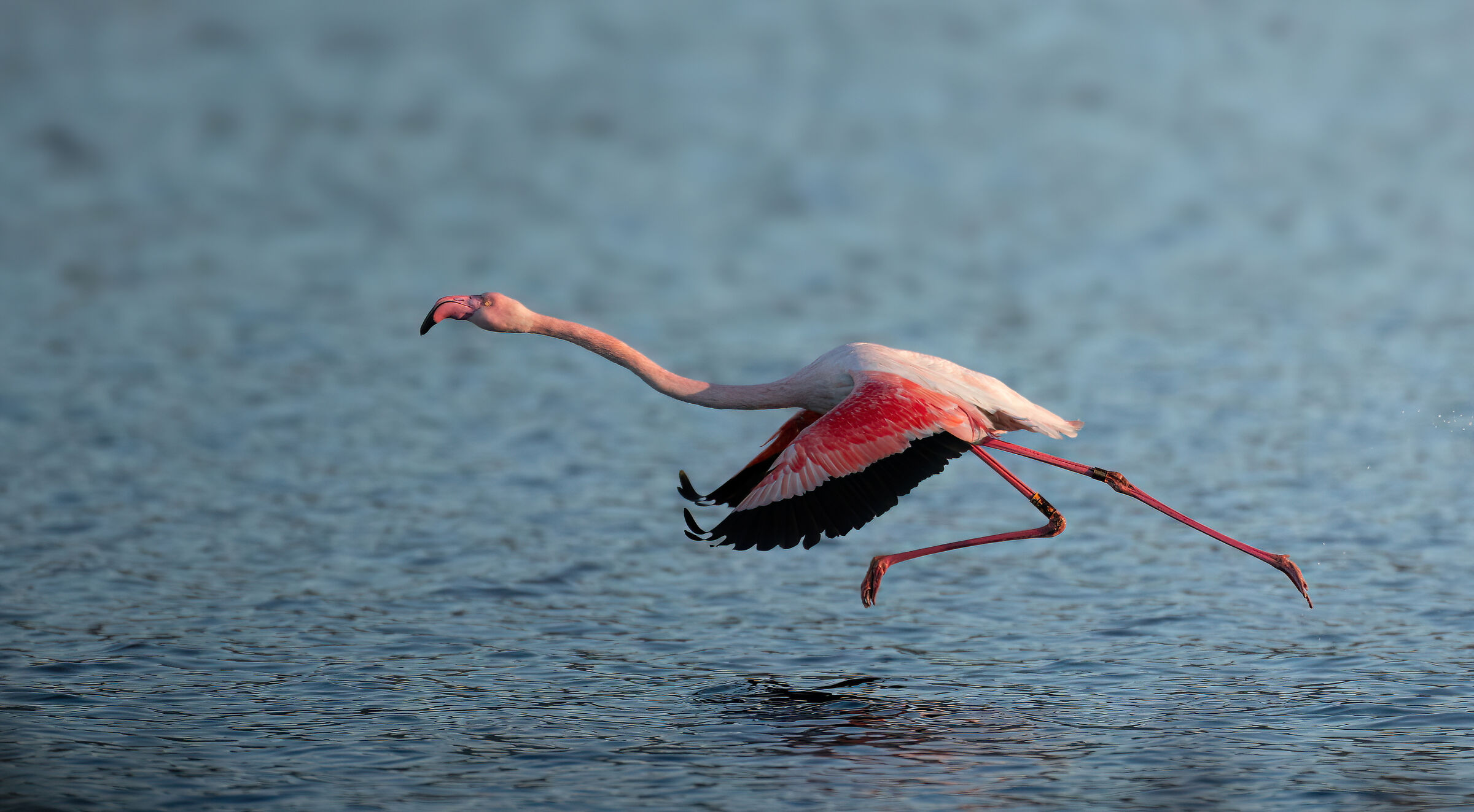 Running on the water