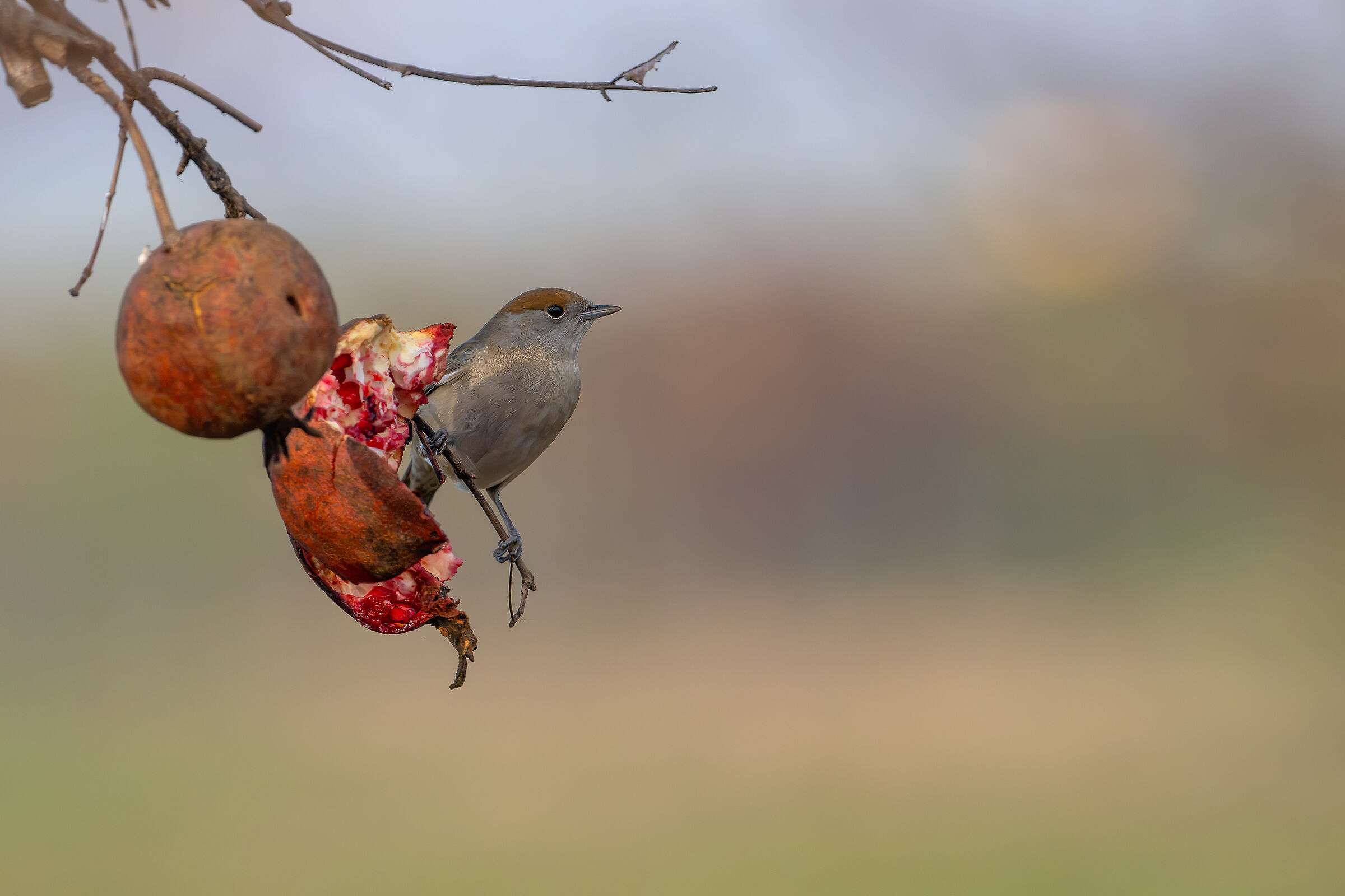 Female Blackcap #capannocora