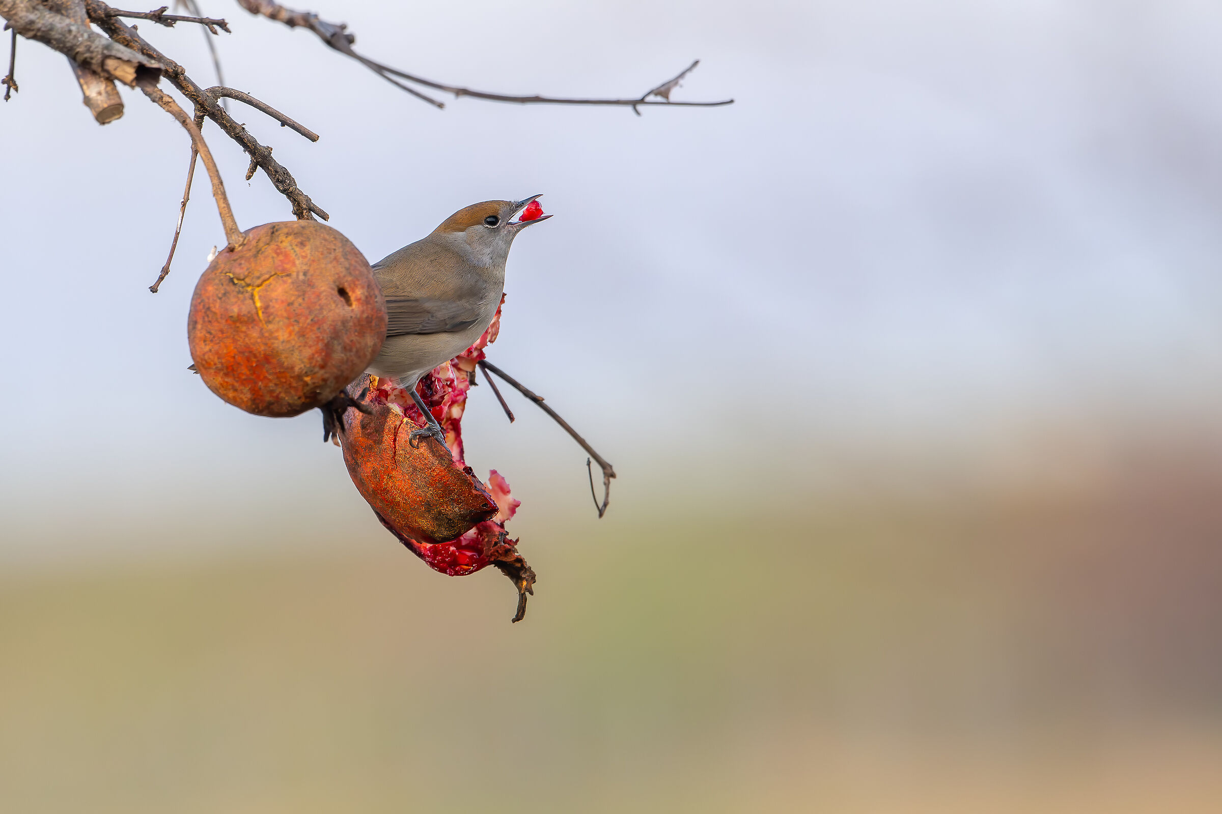 Blackcap #capannocora