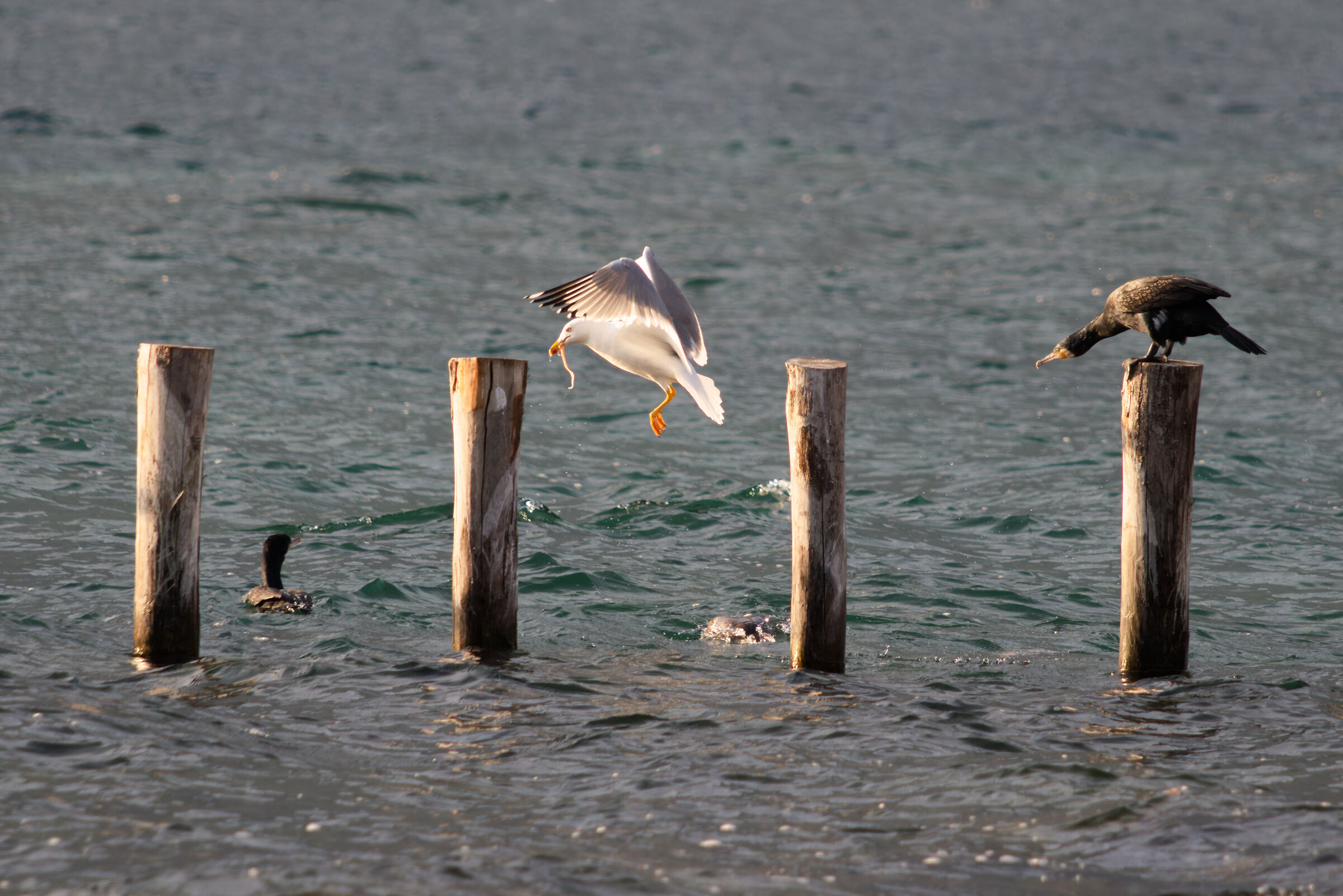 Gabbiano con preda tra i cormorani