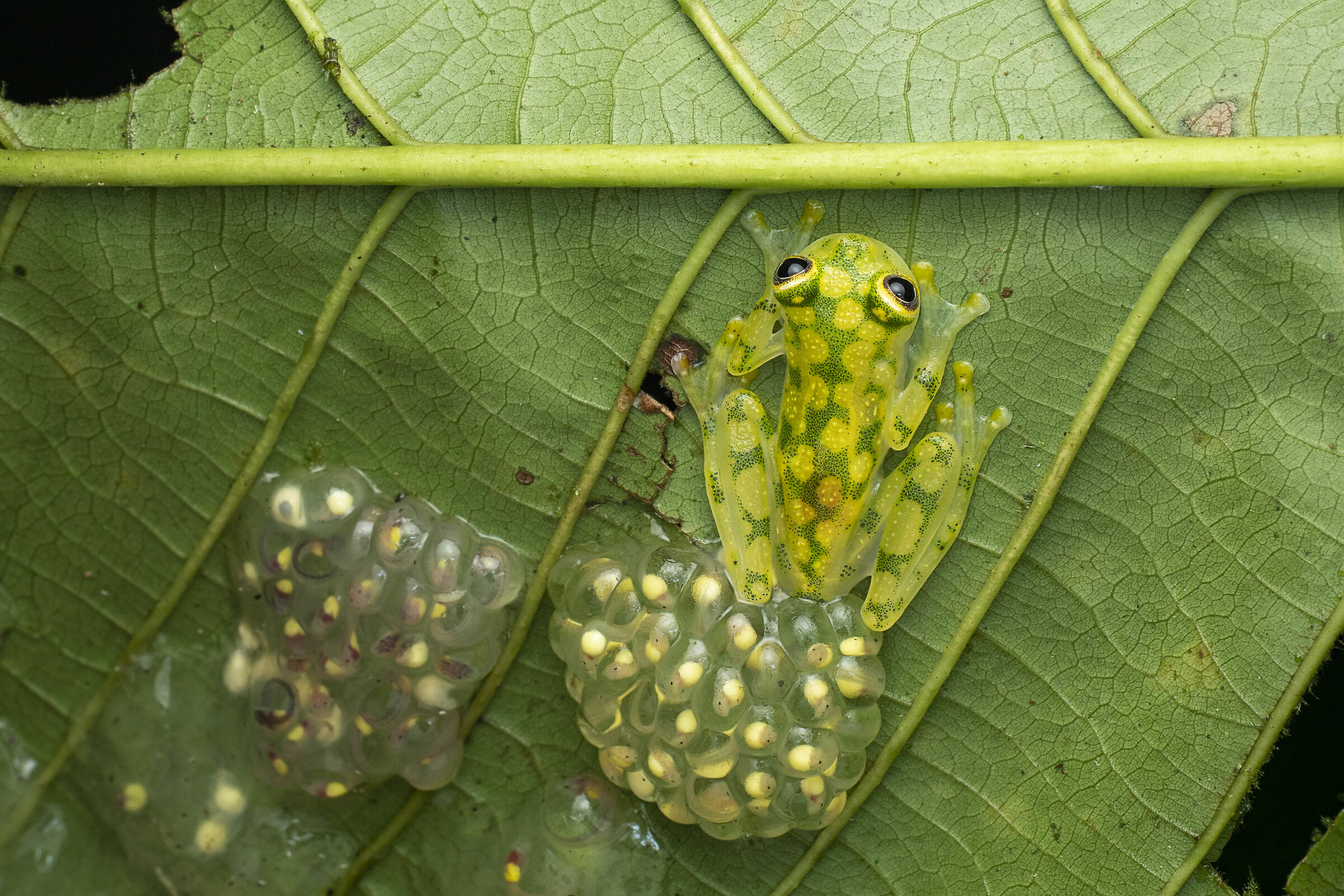 Glass frog male guarding eggs