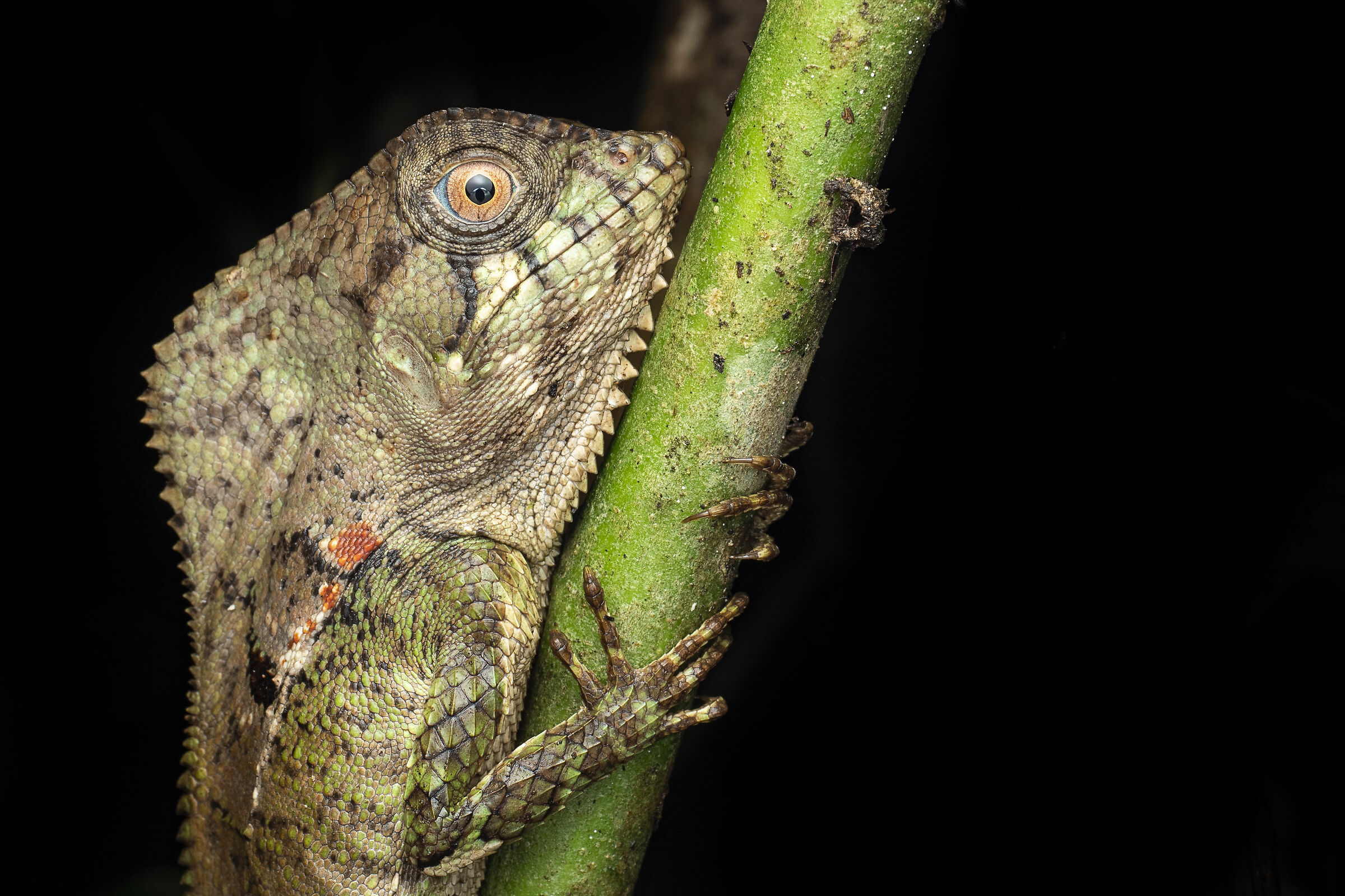 Helmeted iguana