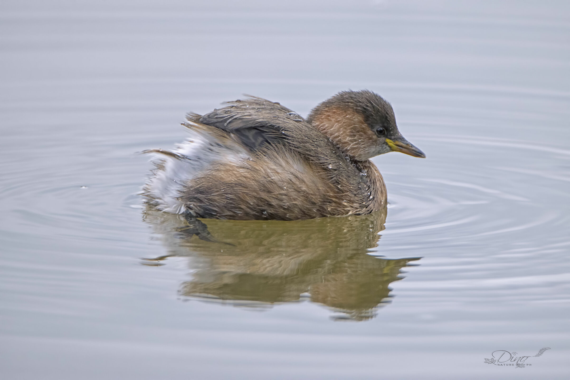 Look at the little grebe I made you!