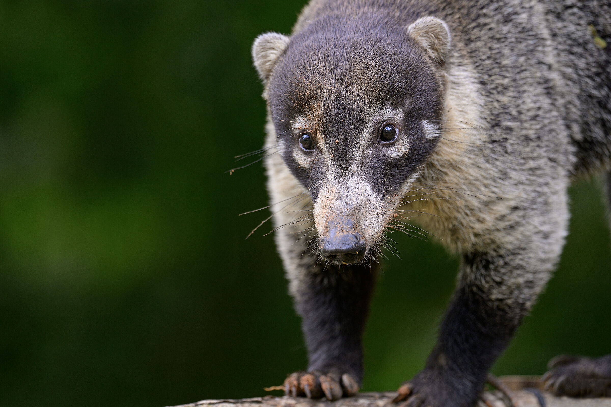 White-nosed coati