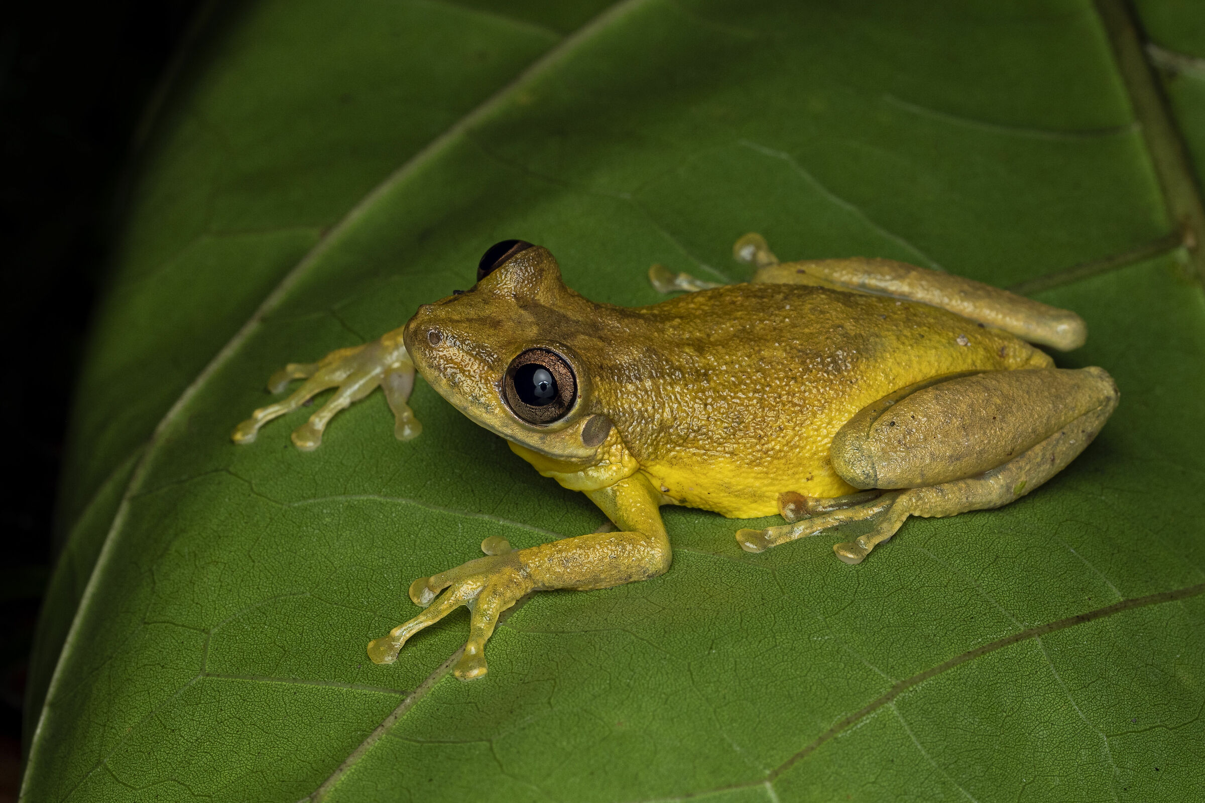 Raganella olivastra (Scinax elaeochroa)
