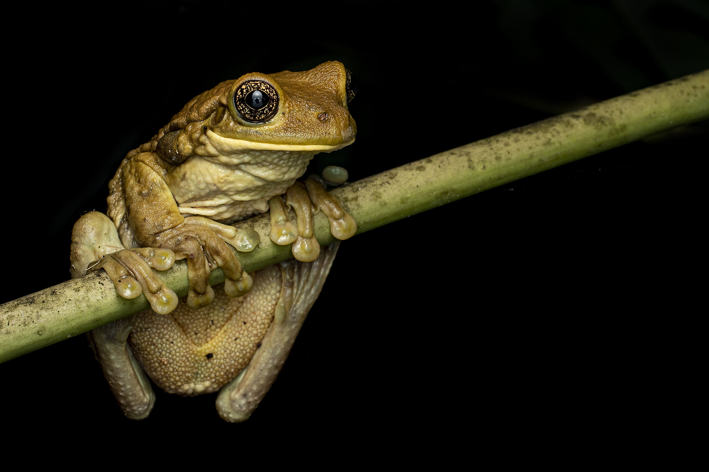 Rana del latte (Trachycephalus typhonius)