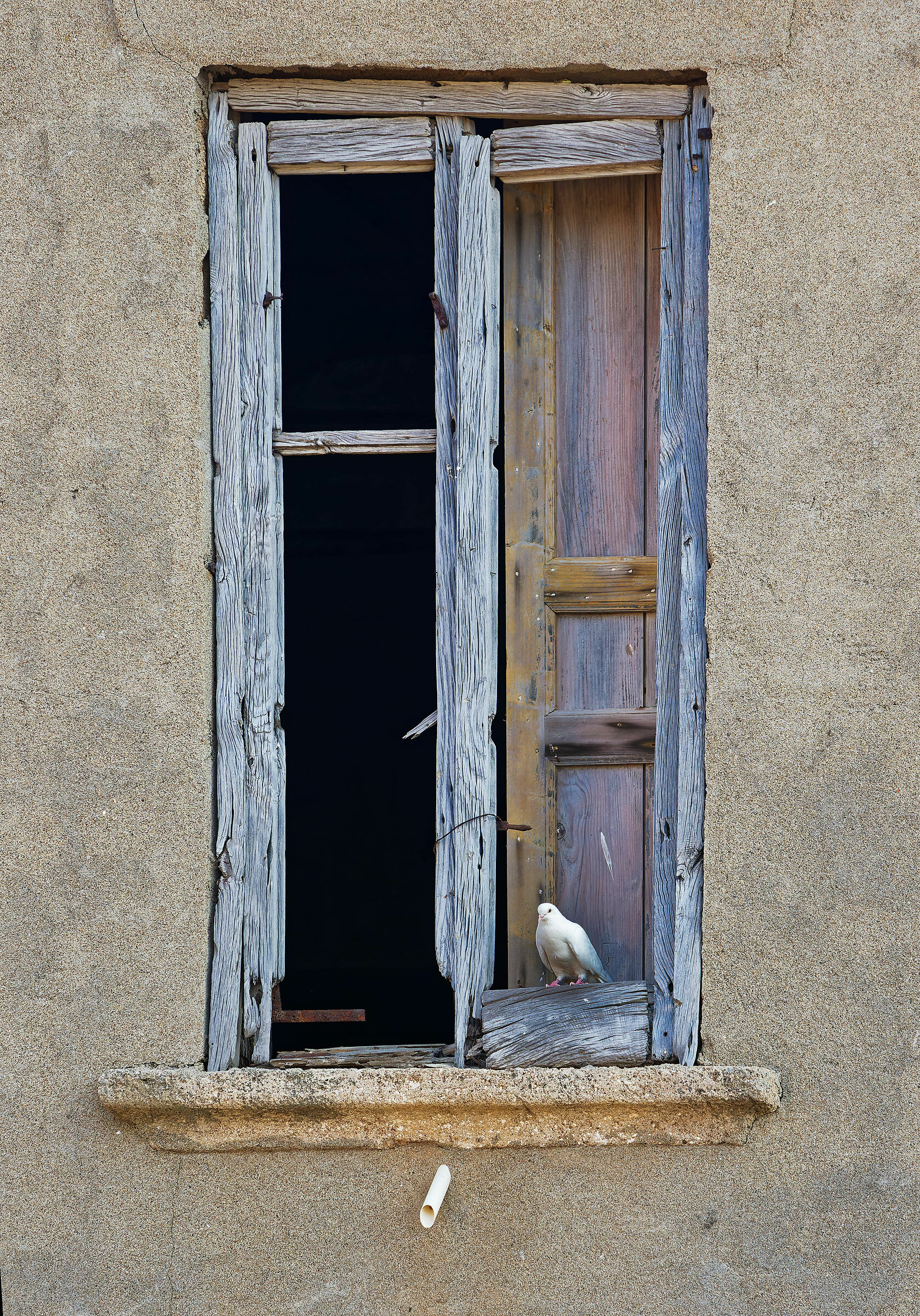 in attesa alla finestra