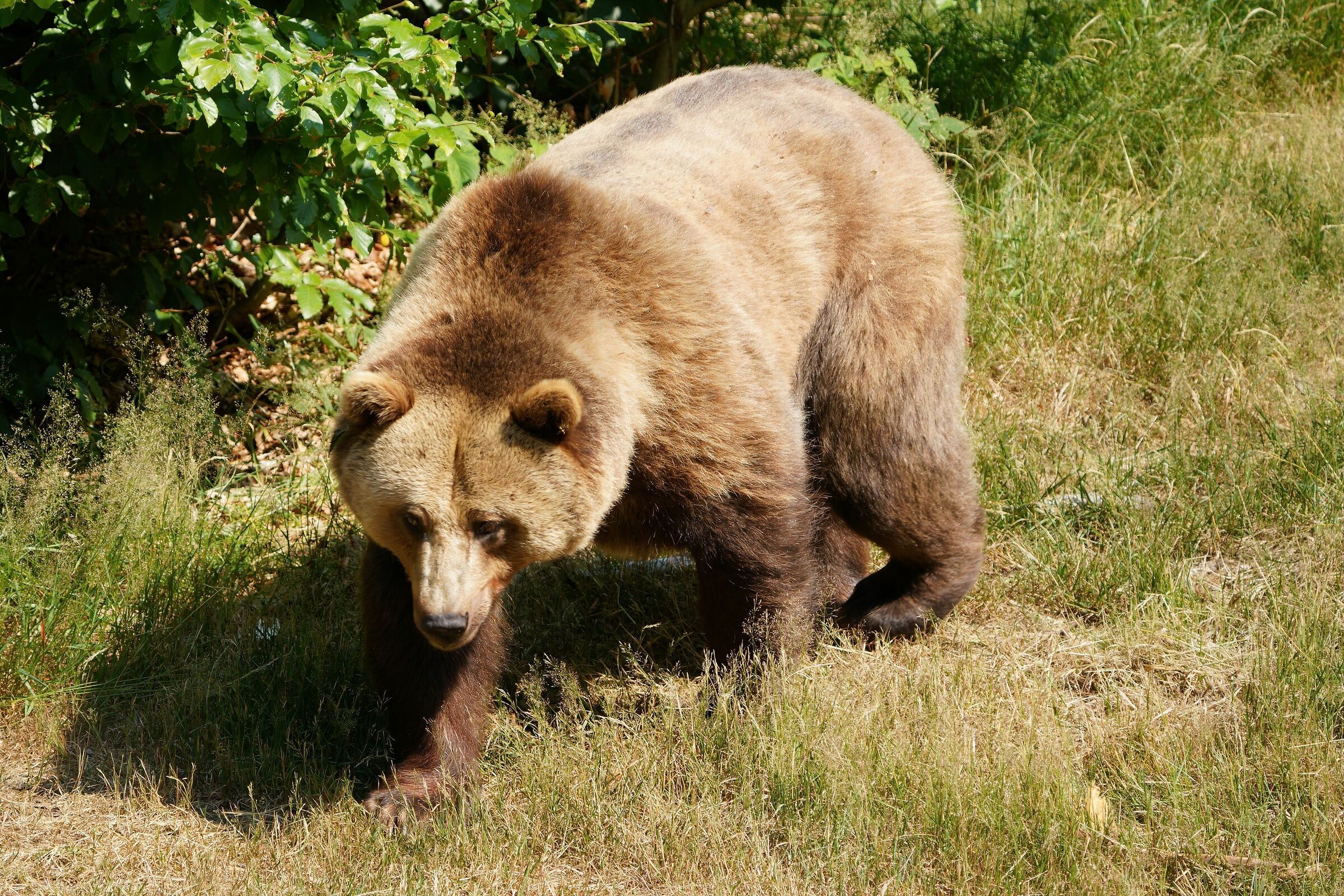 Orso europeo femmina