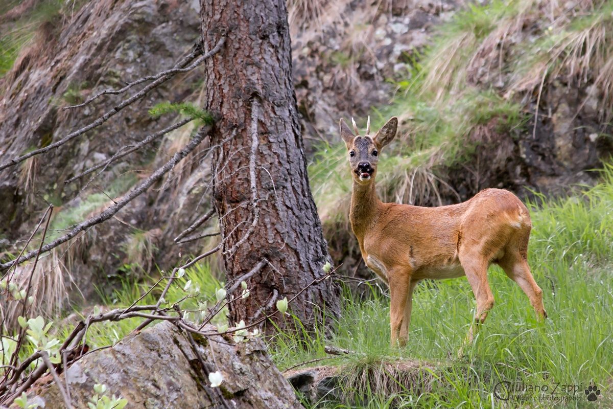 Il principe del bosco