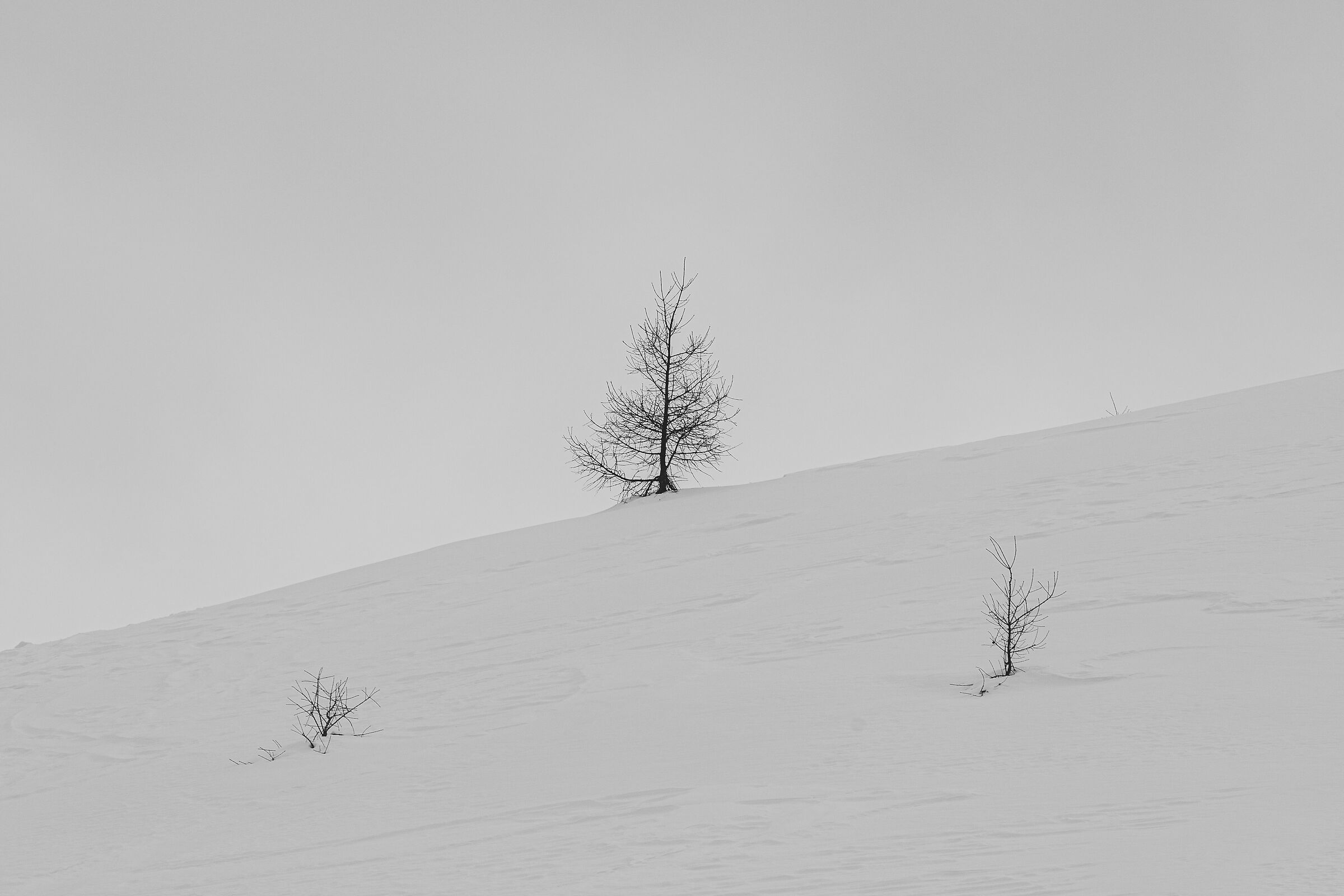 Minimal tree