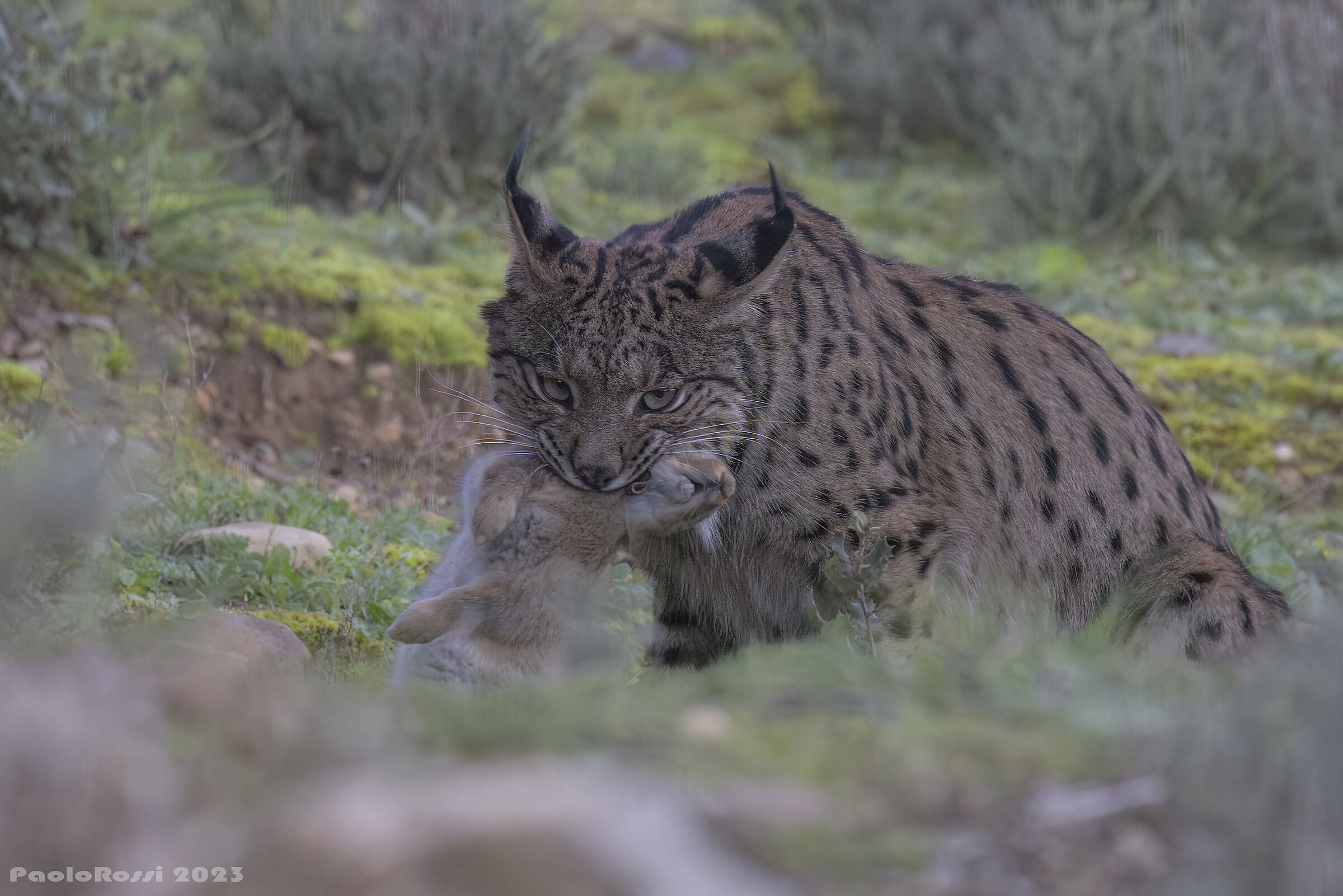Lince con preda...