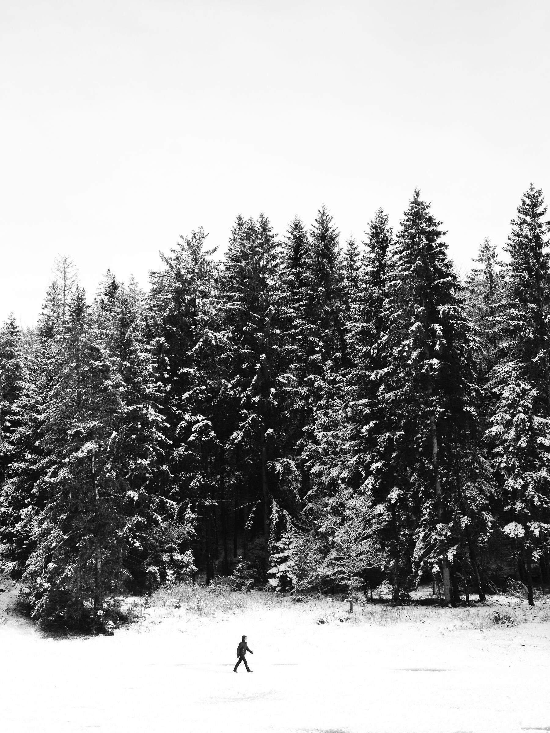 Walking through the woods