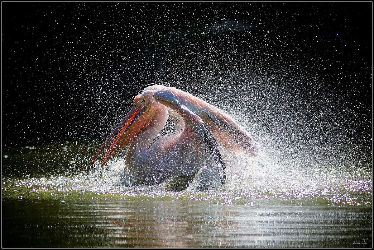 Today the country is party!