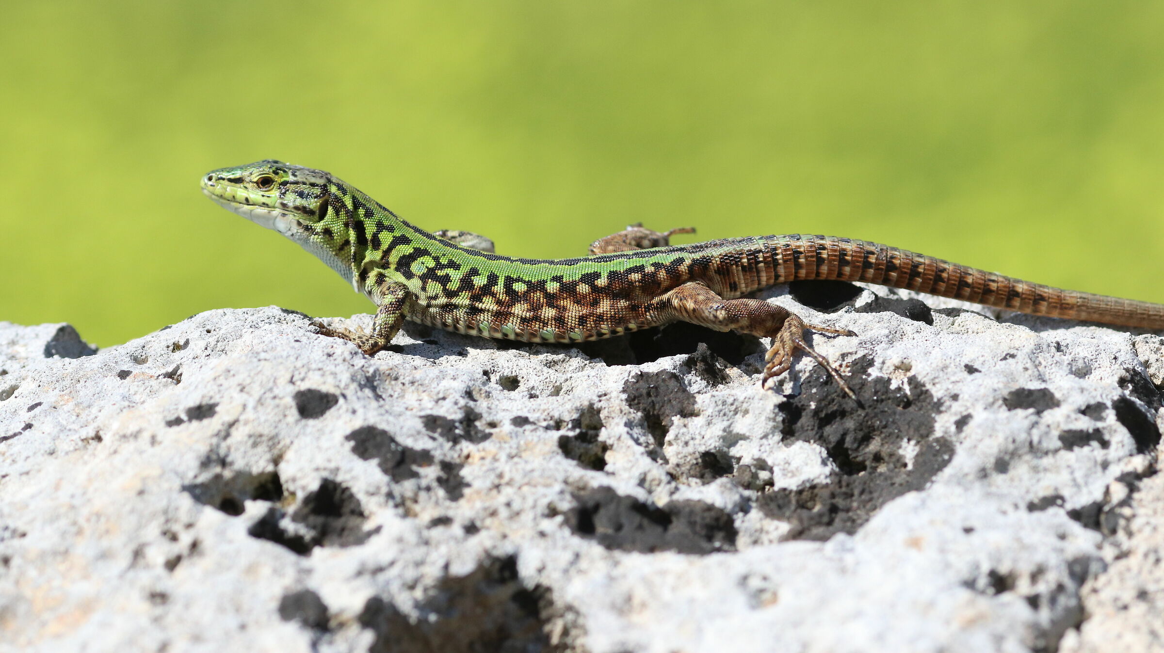 " Crop 216 ", 1/ 4 Mila, Canon 135 F. 2 L Usm, D 8...