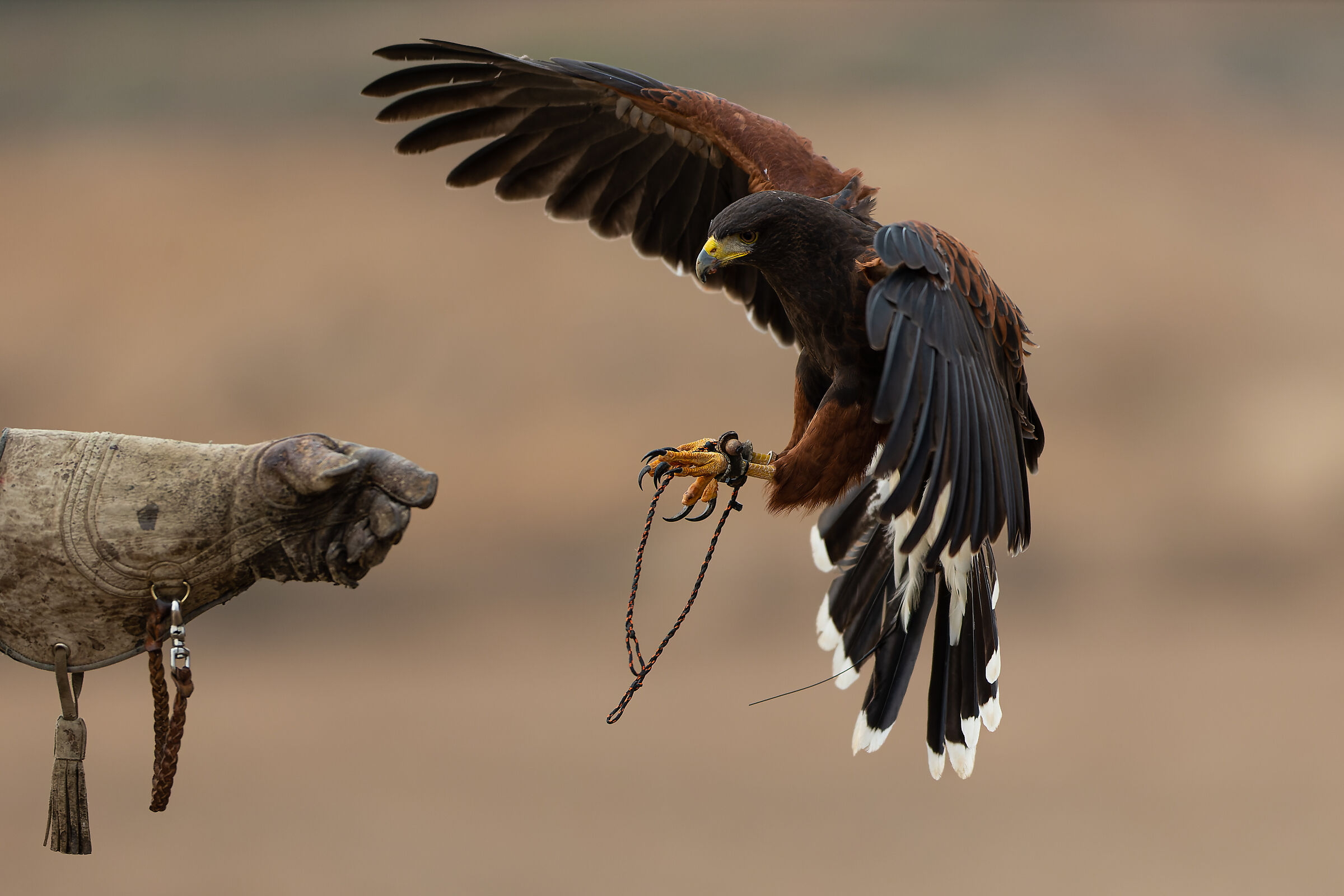 Artigli di falconeria