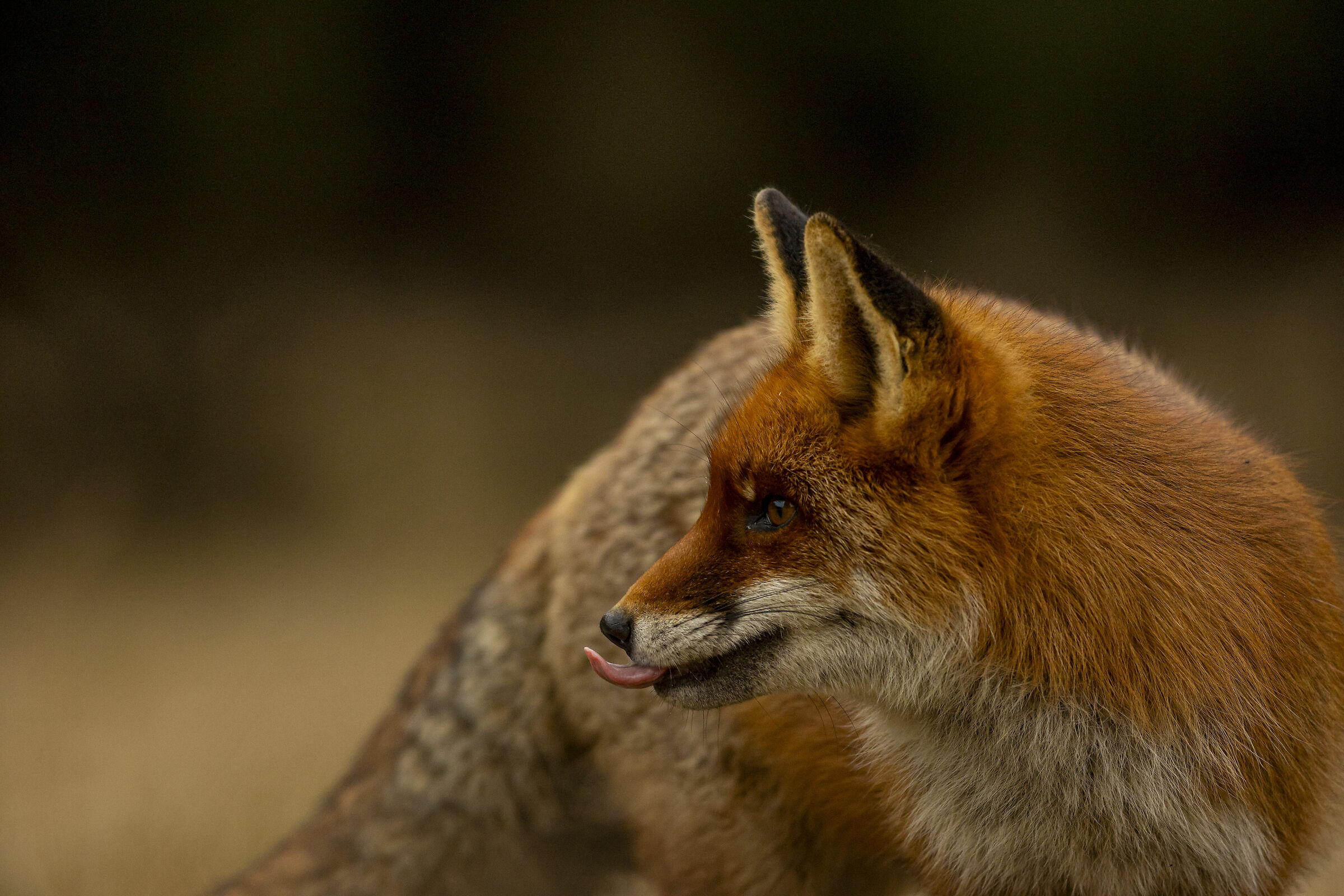Fox tongue