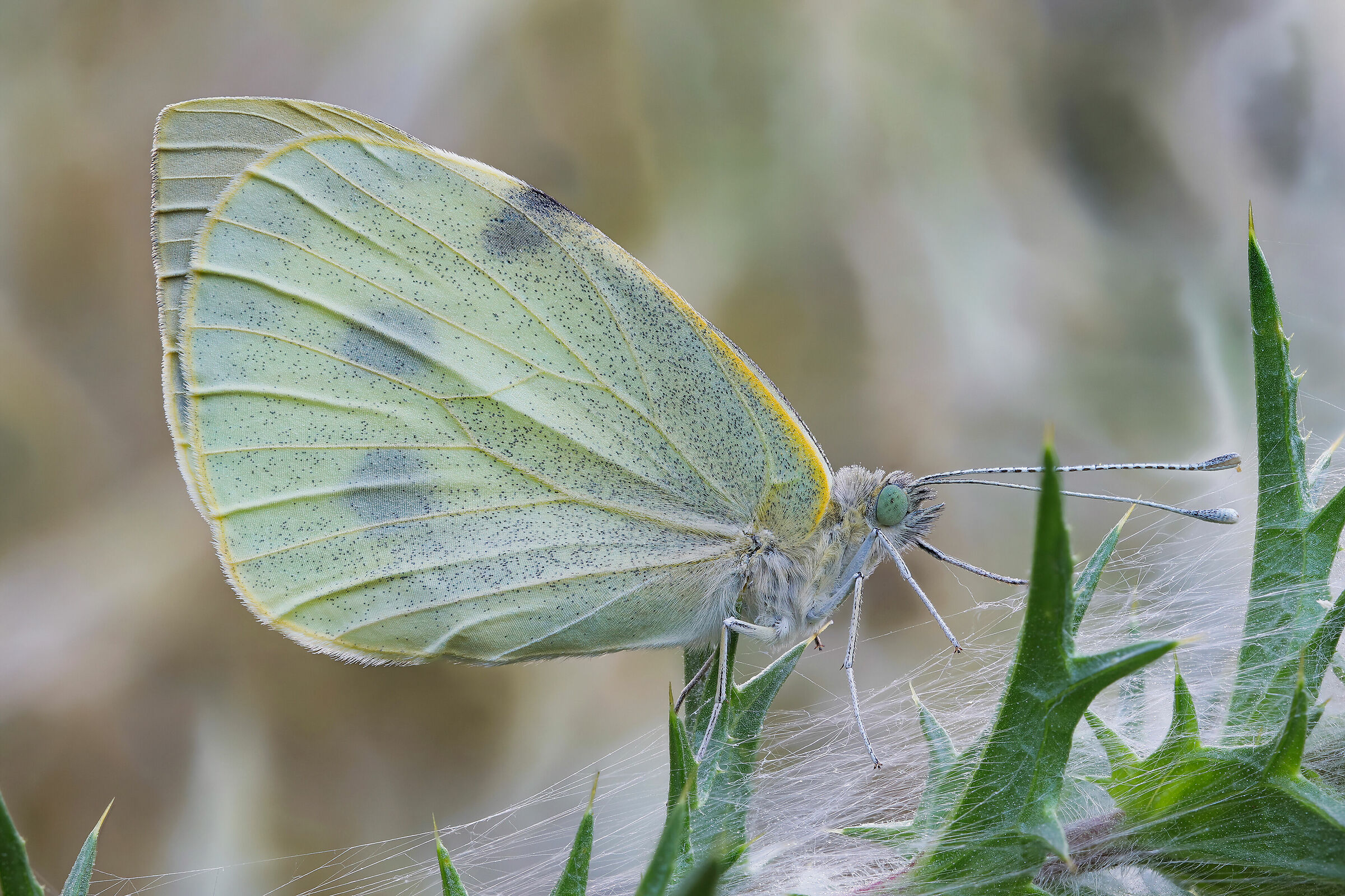 Pieris brassicae