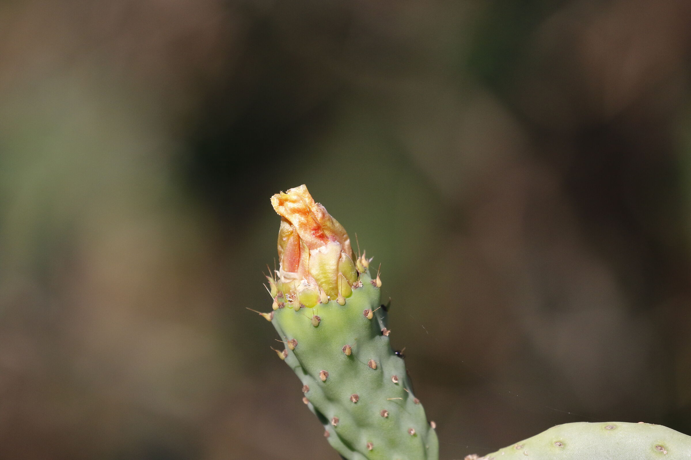 " Crop 6 Cento 40 ", Canon 100- 400 L II, 7 D II