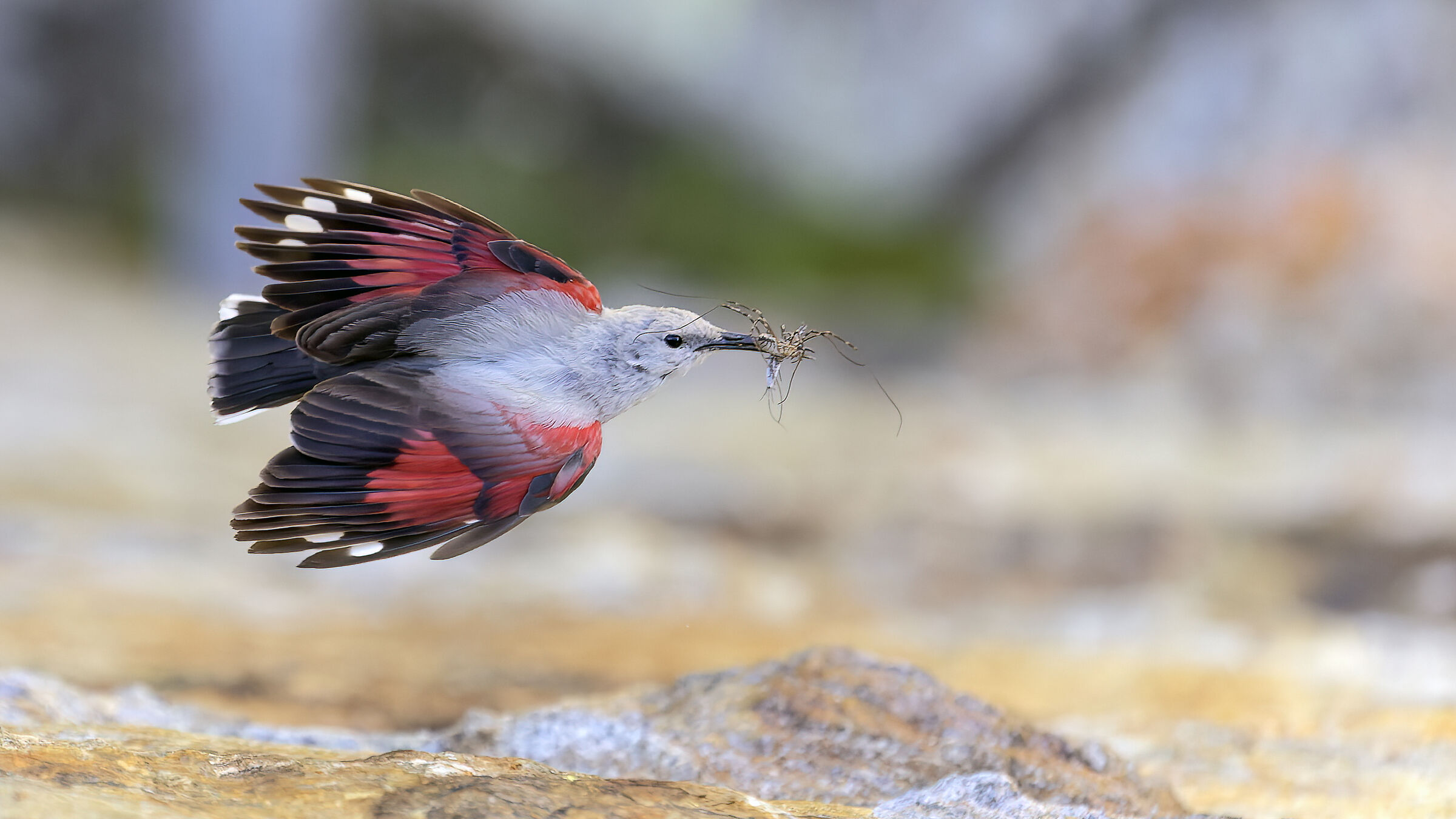 Picchio Muraiolo femmina in volo 2023